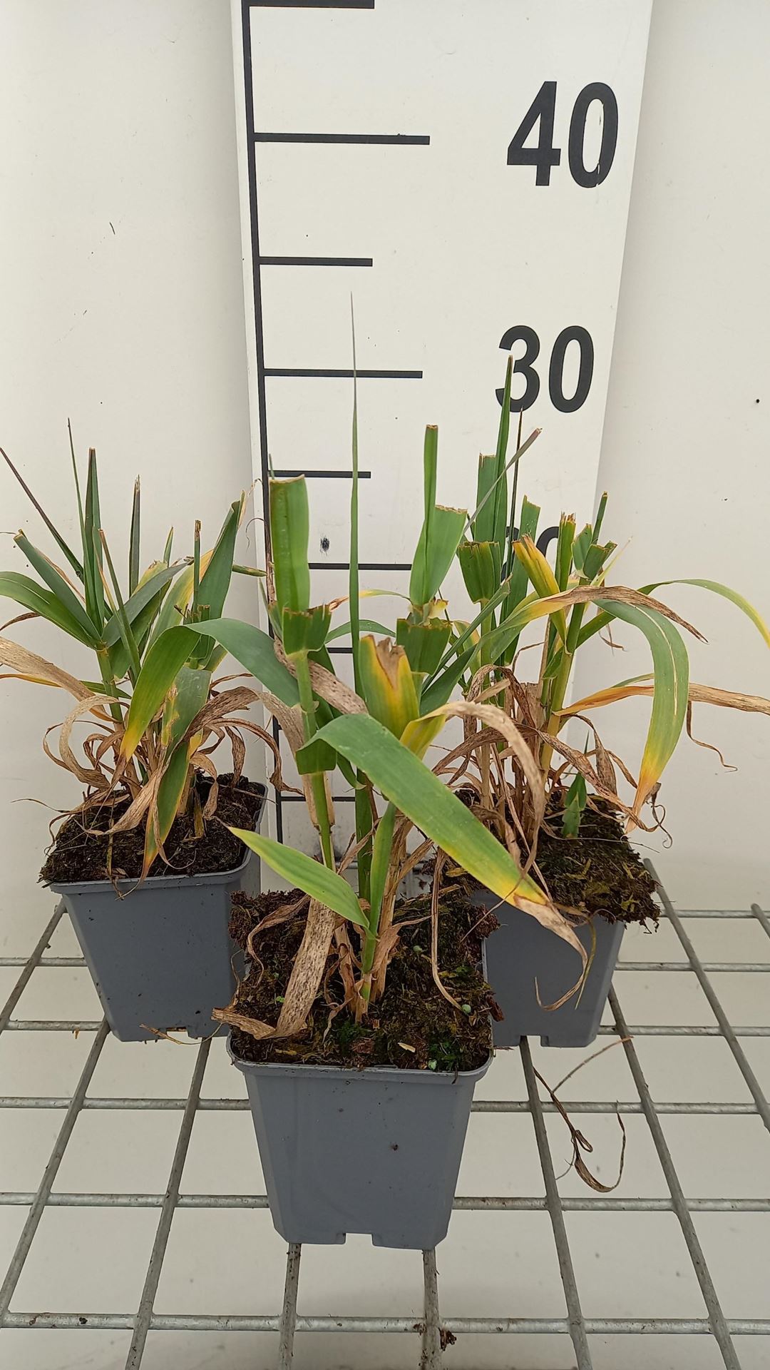 Arundo donax - pot 9x9 cm afbeelding