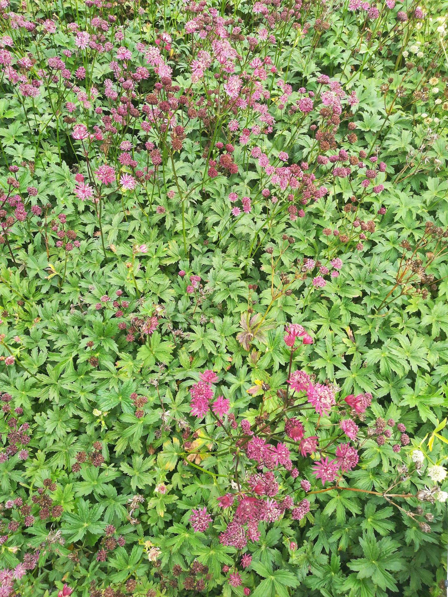 Astrantia major'Ruby Star'- pot 9x9 cm afbeelding