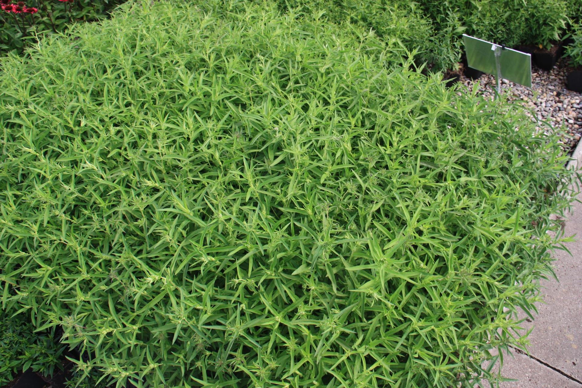 Aster novae-angliae'Violetta'- pot 9x9 cm afbeelding