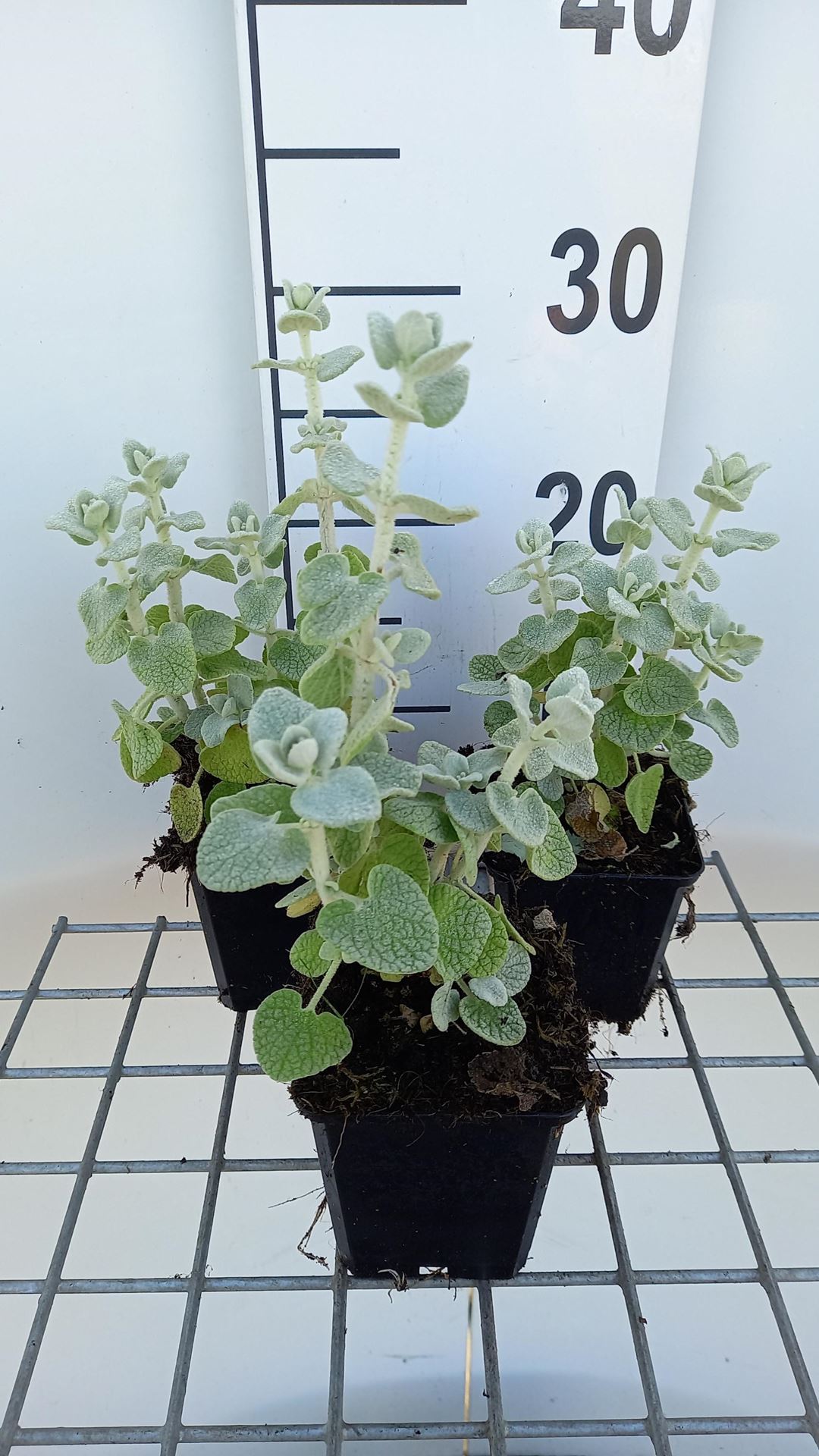 Ballota pseudodictamnus - pot 9x9 cm afbeelding