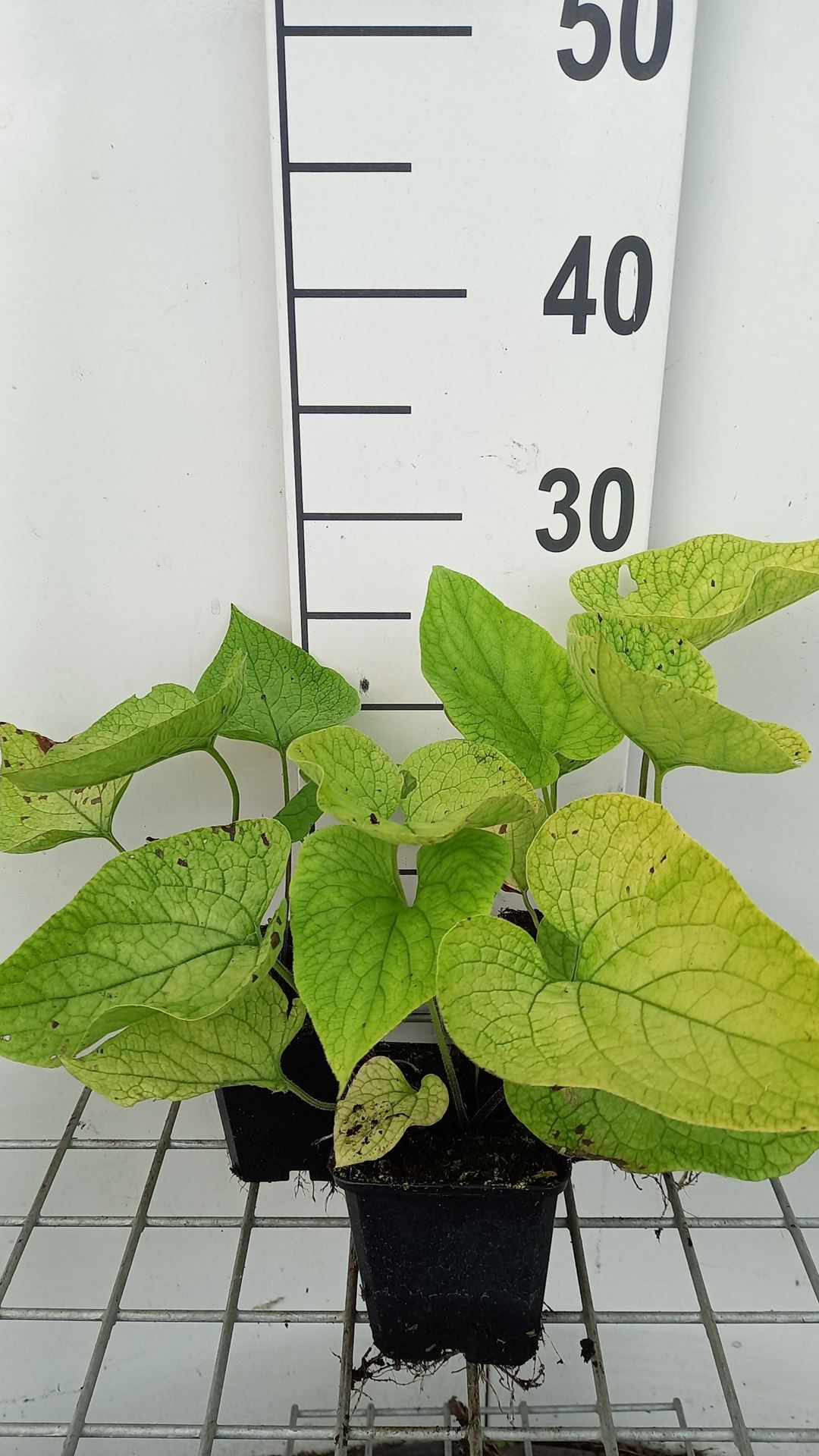 Brunnera macrophylla'Diana's Gold'- pot 9x9 cm afbeelding