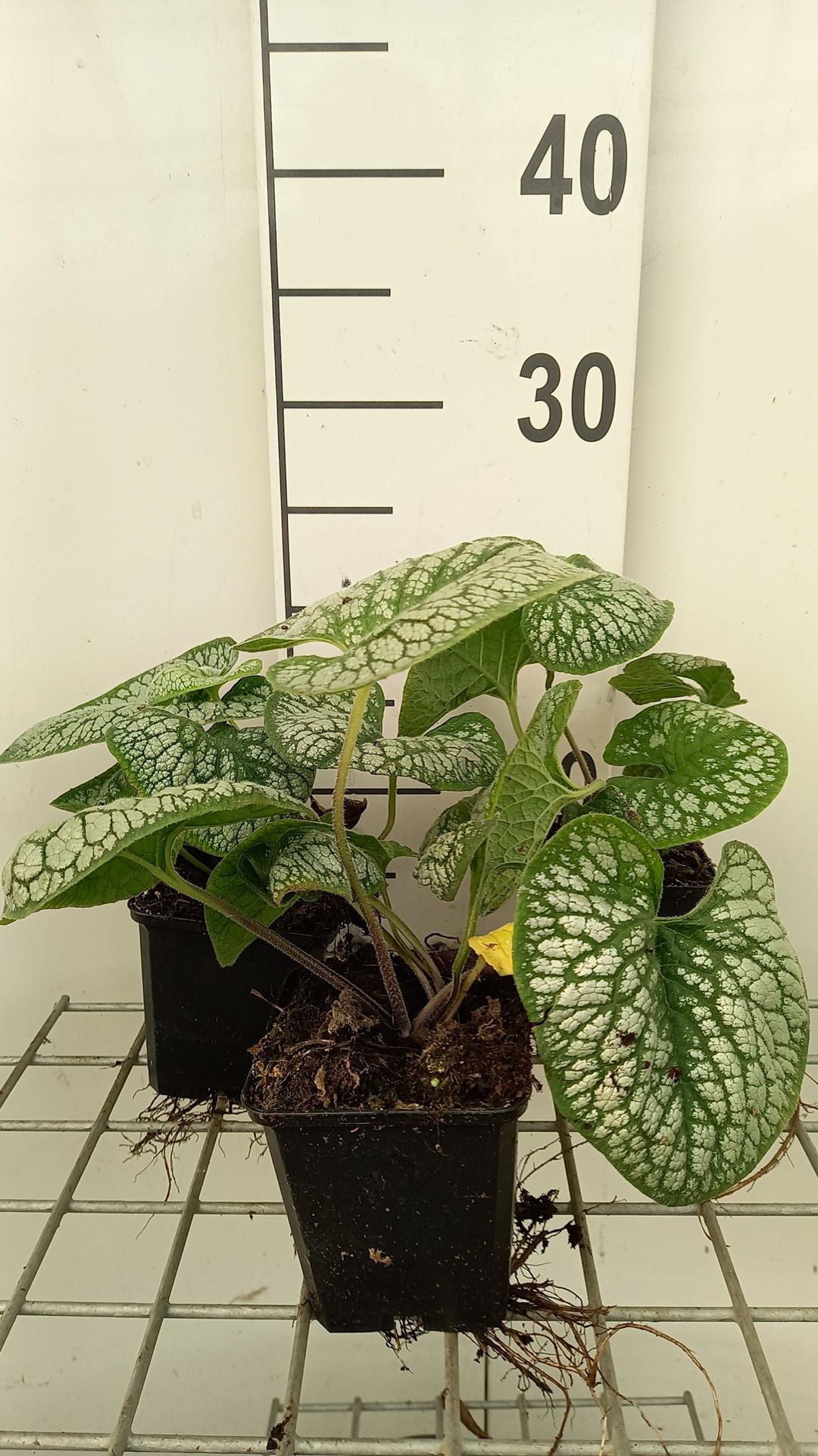Brunnera macrophylla'Sea Heart'- pot 9x9 cm afbeelding