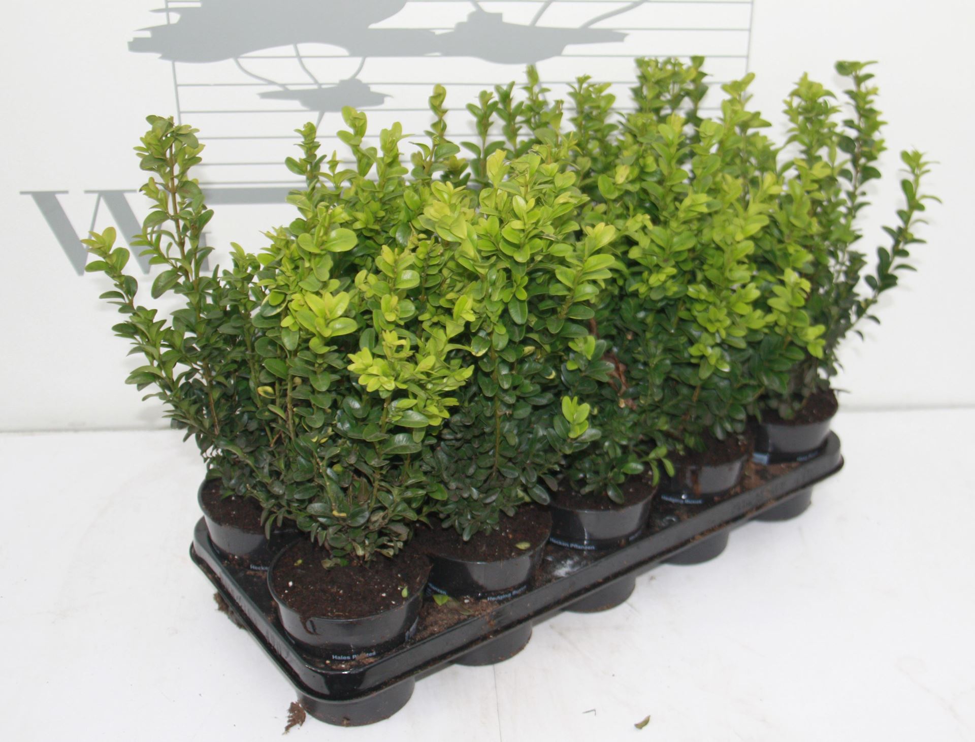 Buxus sempervirens - pot - 20-25 cm afbeelding