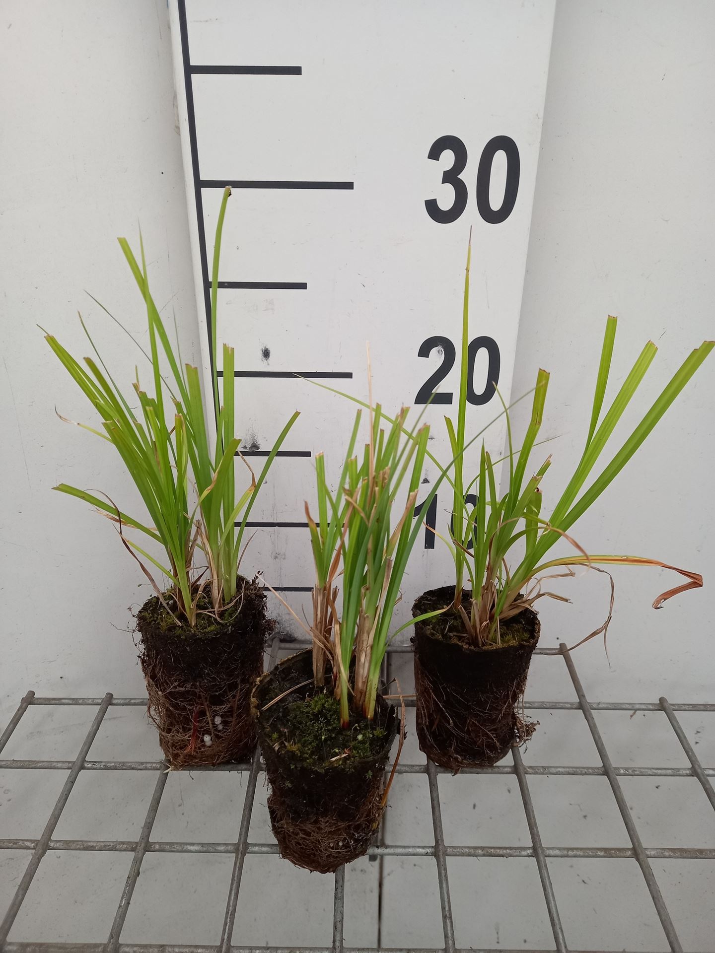 Carex acutiformis - Biopot diameter 7 cm afbeelding