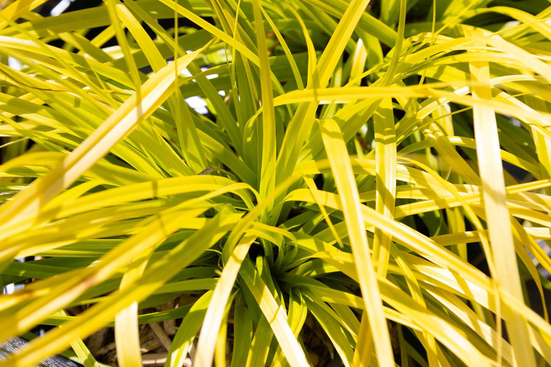 Carex oshimensis'Everillo'- pot 9x9 cm afbeelding