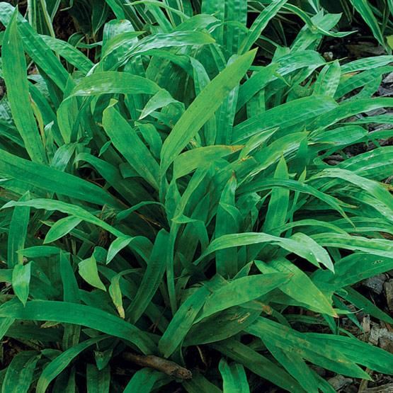 Carex plantaginea - pot 9x9 cm