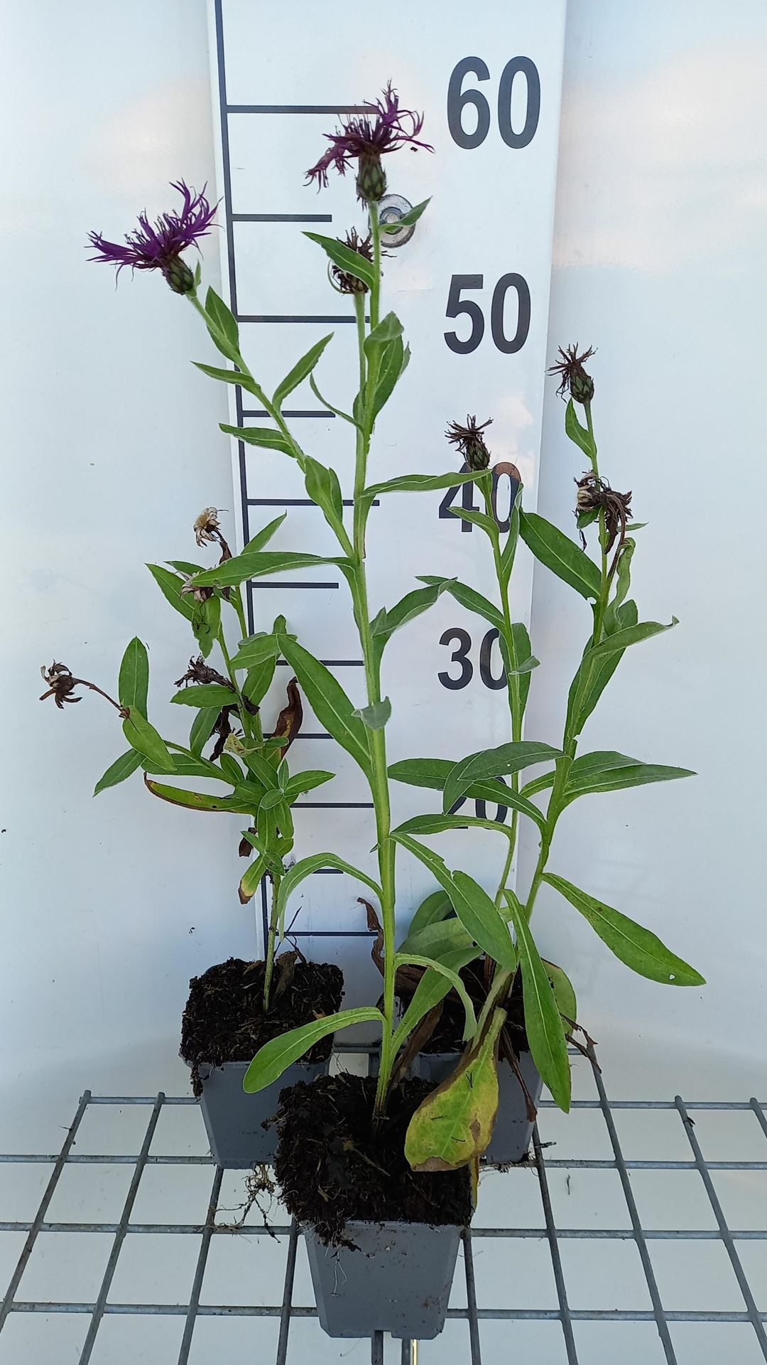 Centaurea montana'Amethyst Dream'- pot 9x9 cm afbeelding