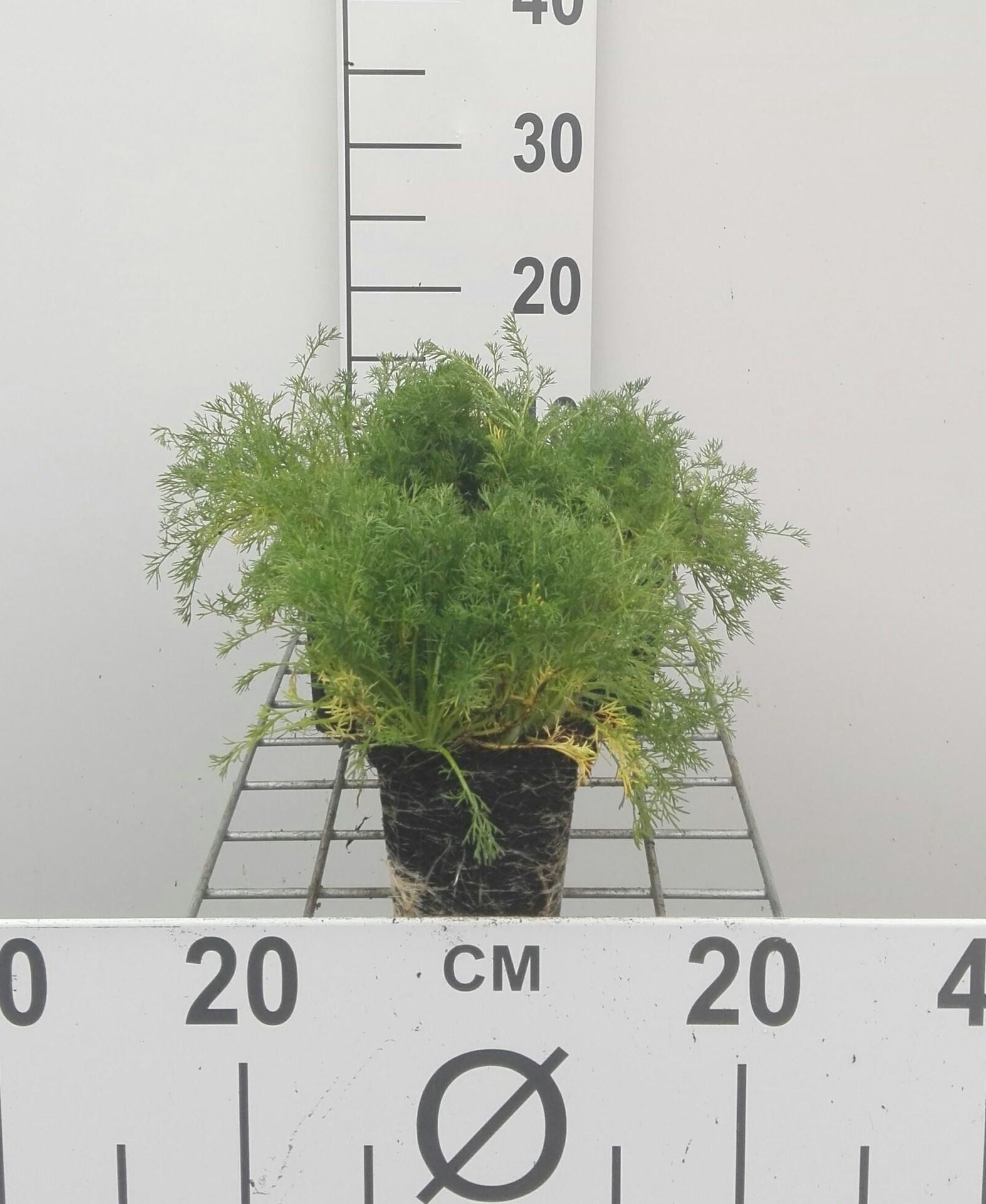 Chamaemelum nobile - pot 9x9 cm afbeelding