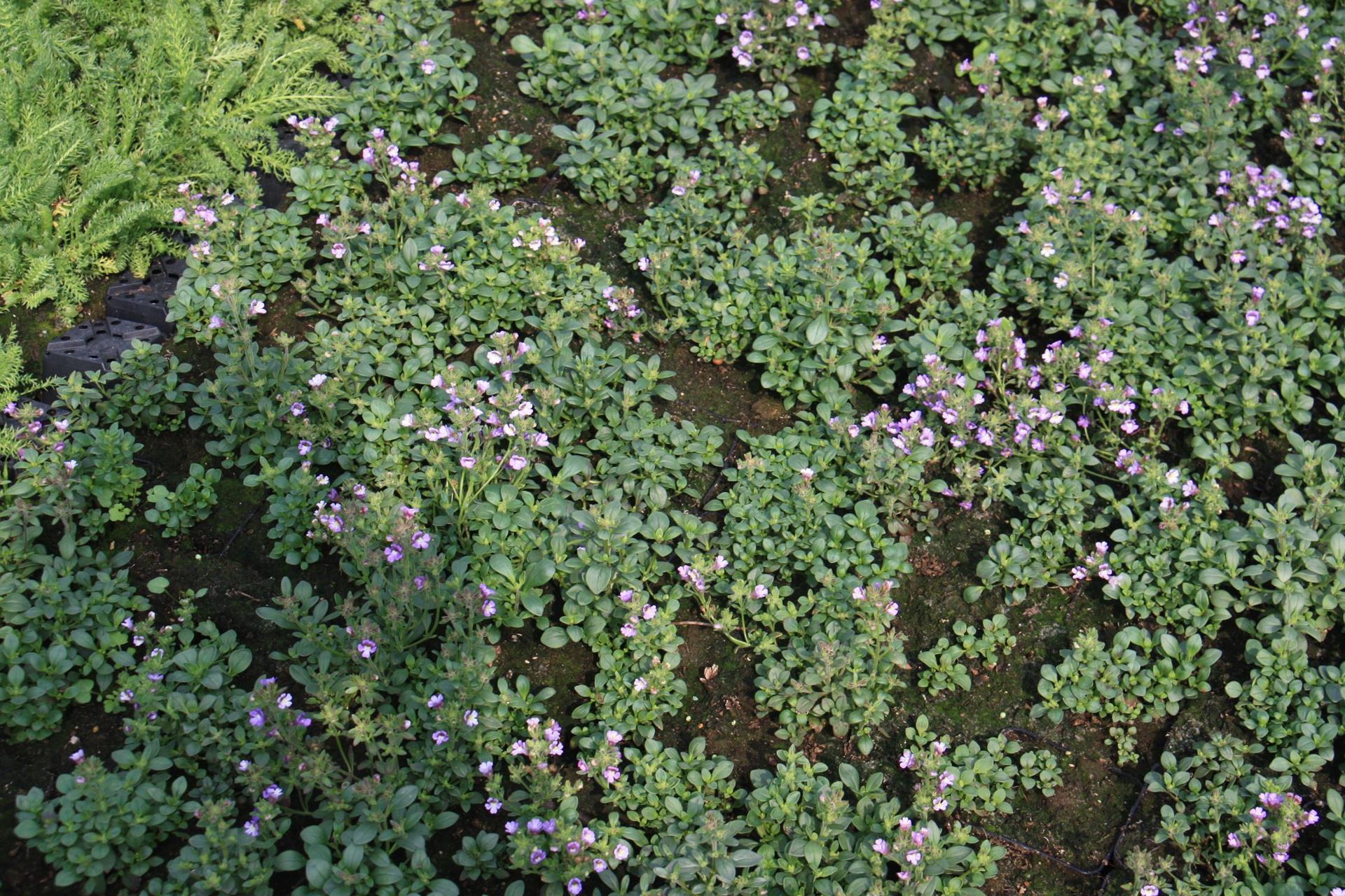 Chaenorhinum origanifolium'Blue Dream'- pot 9x9 cm - Dwergleeuwebek / Marjoleinbekje afbeelding