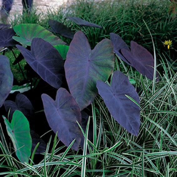 Colocasia esculenta 'Black Magic' - pot 11x11 cm