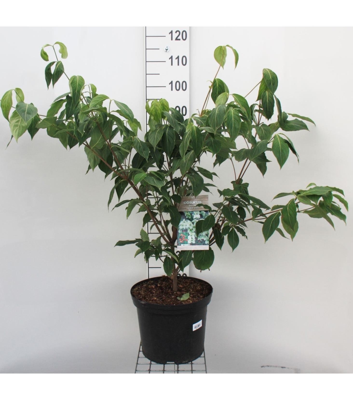 Cornus kousa'China Girl'- pot 12L - 100-125 cm afbeelding