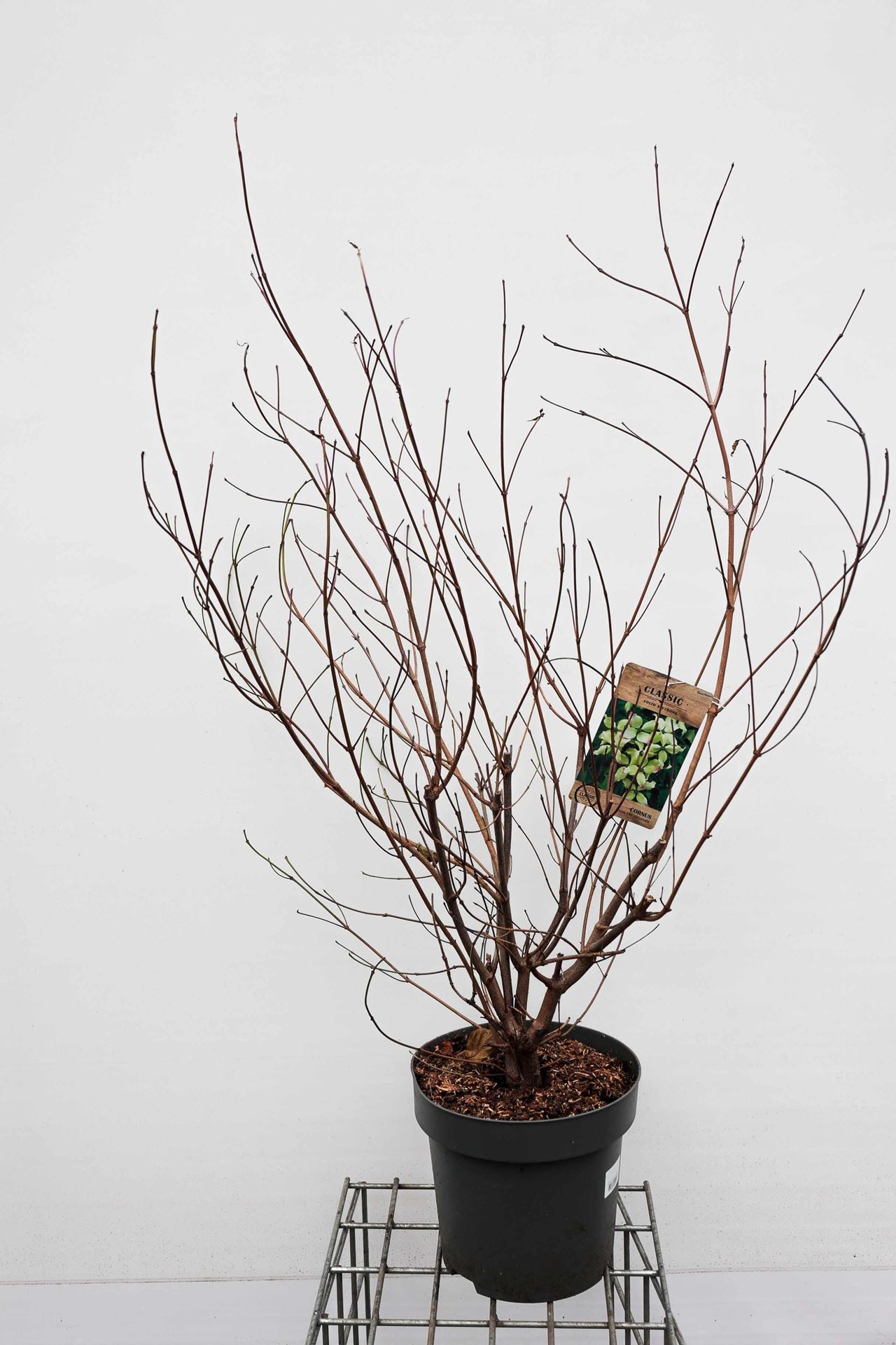Cornus kousa var. chinensis - pot 12L - 100-125 cm afbeelding