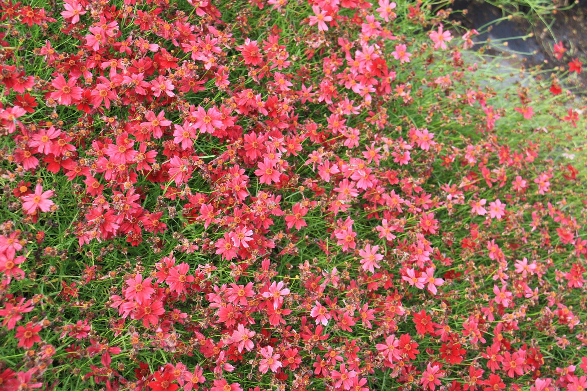 Coreopsis 'Limerock Ruby' - pot 9x9 cm