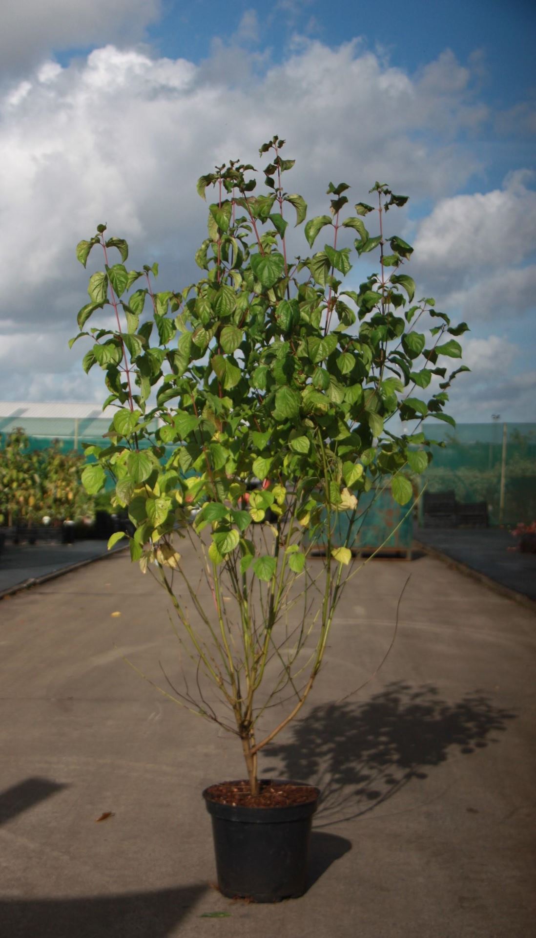 Cornus sanguinea - pot 10L - 80-100 cm afbeelding