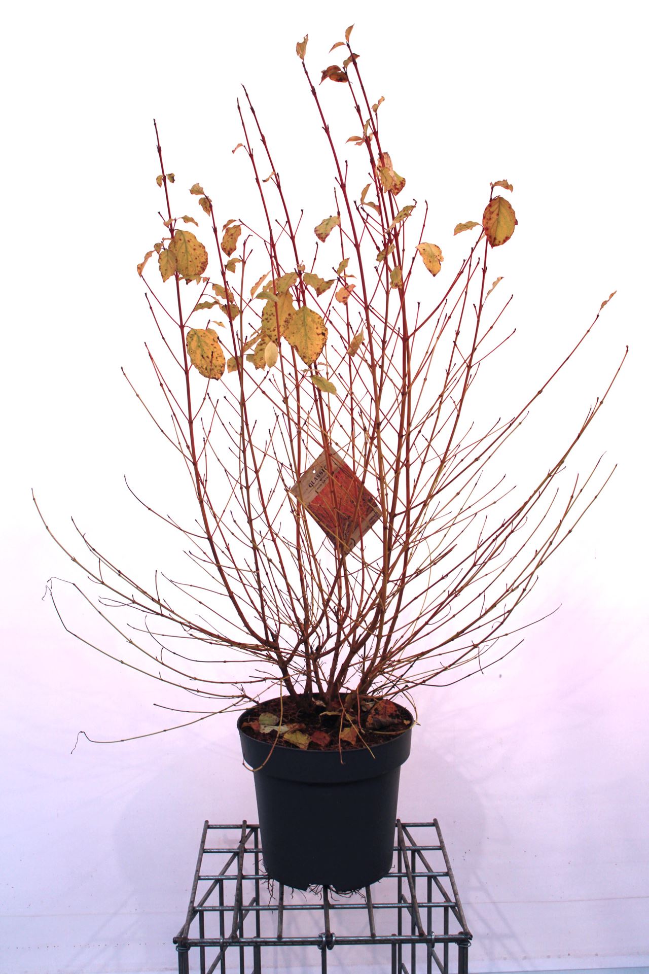 Cornus sanguinea 'Midwinter Fire' - pot 35L - 125-150 cm