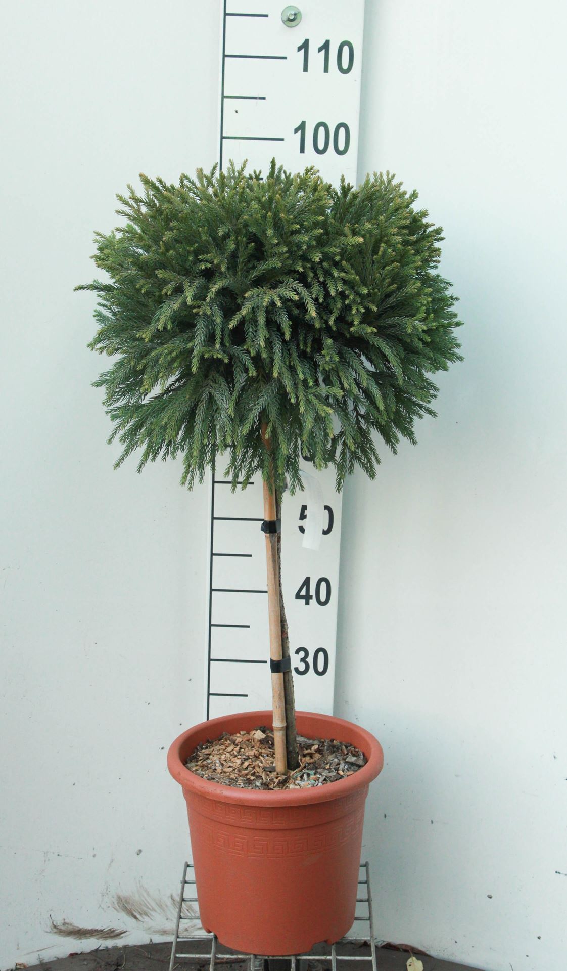 Cryptomeria japonica'Globosa Nana'- pot 9L - geënt op stam afbeelding