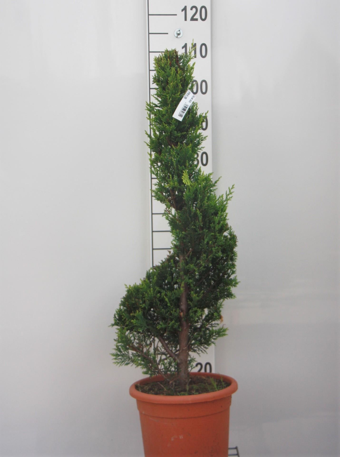 x Cupressocyparis leylandii'Castlewellan'- pot 9L - 80-100 cm - spiraalvorm afbeelding