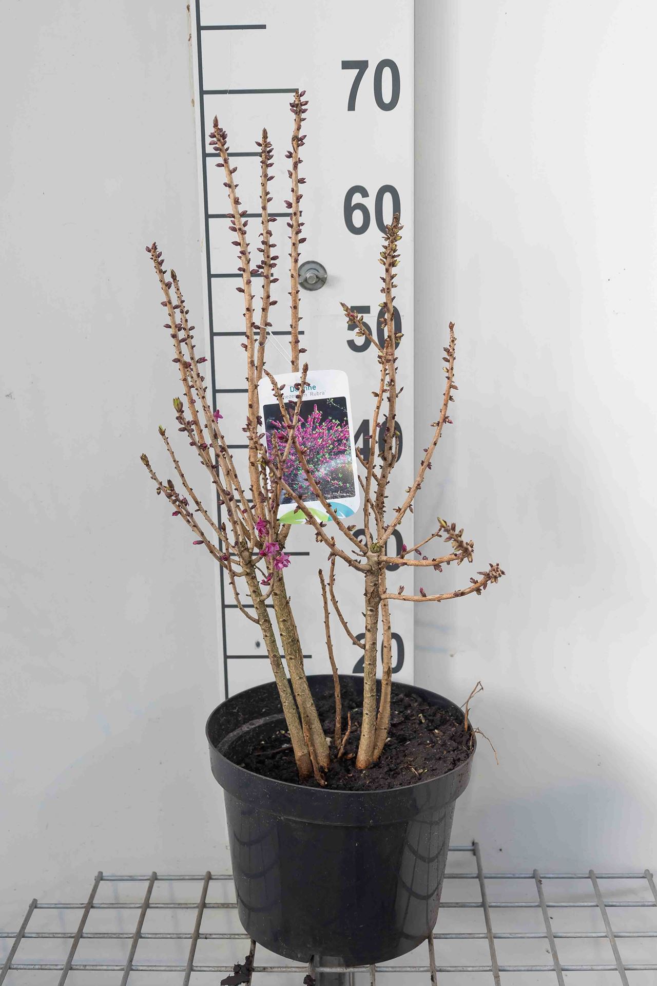 Daphne mezereum 'Rubra' - pot - 40-50 cm