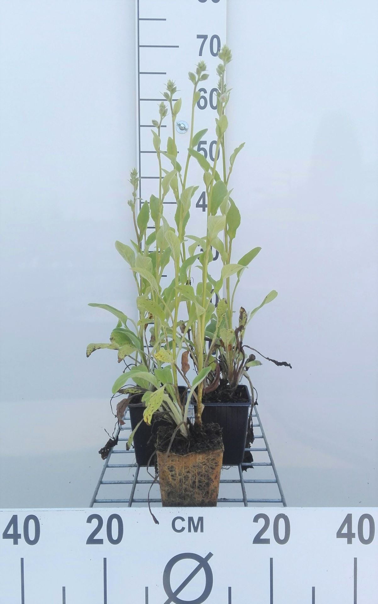 Digitalis purpurea'Apricot Beauty'- pot 9x9 cm - Champagnekleurig vingerhoedskruid afbeelding