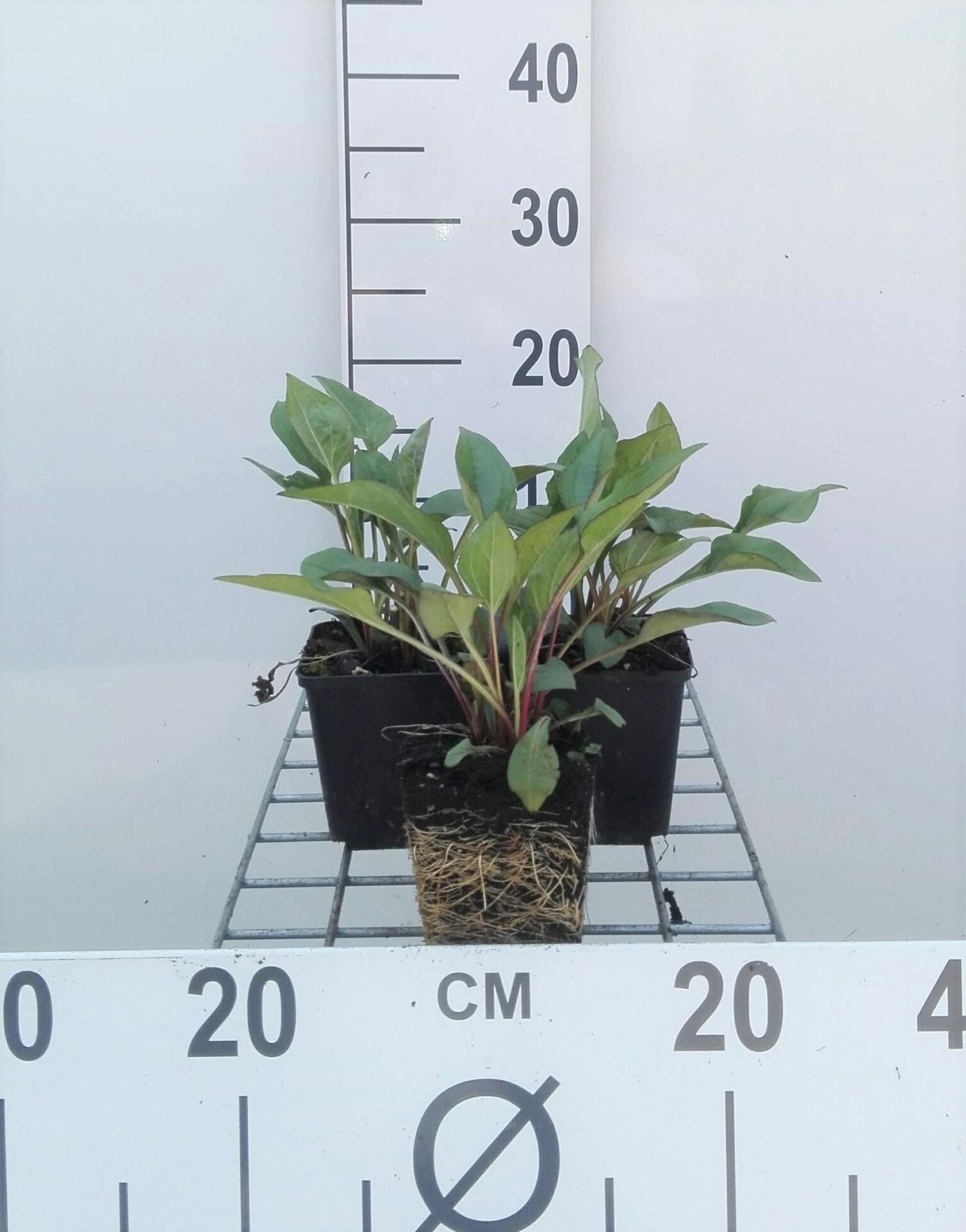 Echinacea purpurea'JS ROHO'(JS Robin Hood) - pot 9x9 cm afbeelding