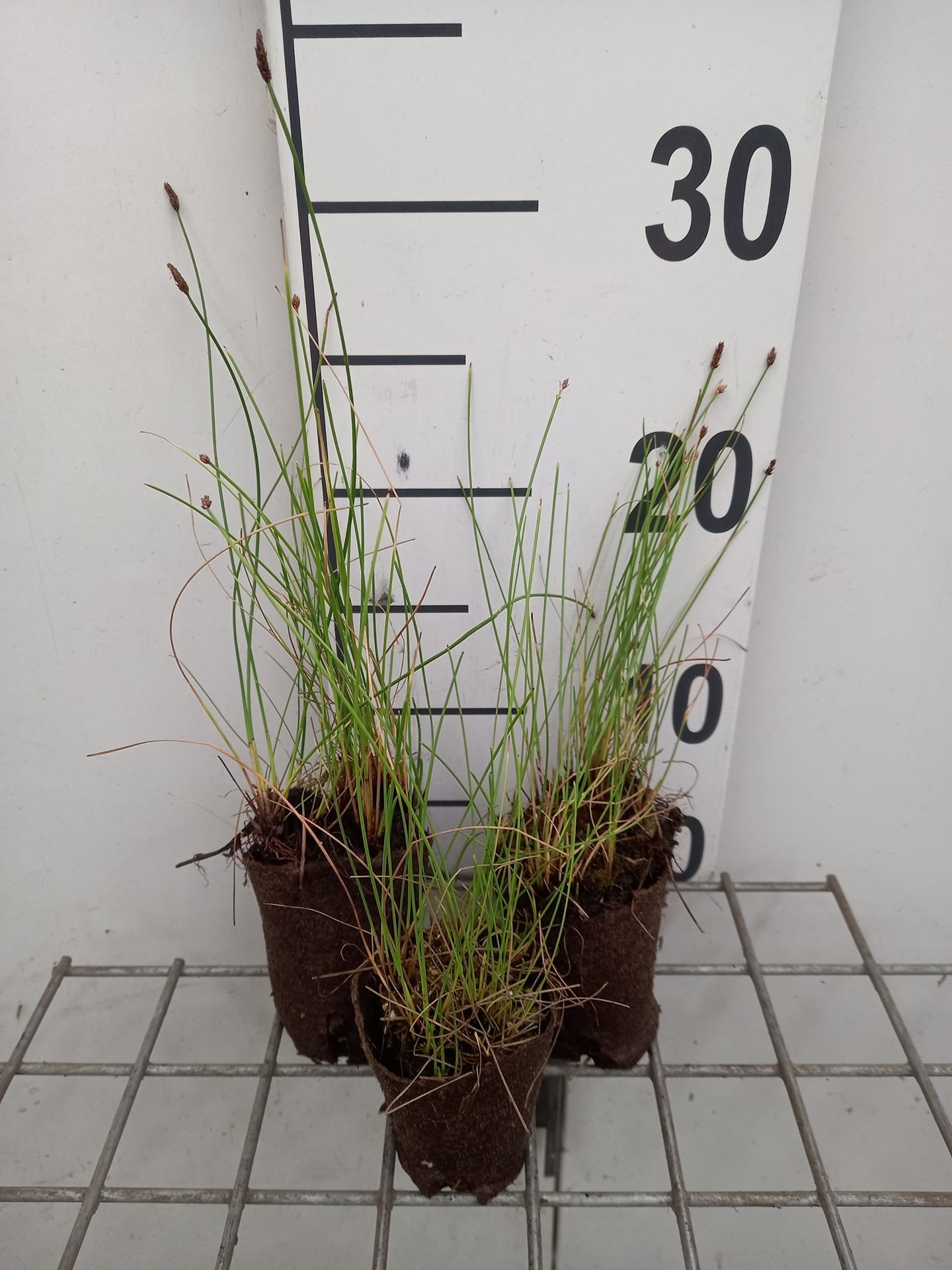 Eleocharis palustris - Biopot diameter 7 cm afbeelding