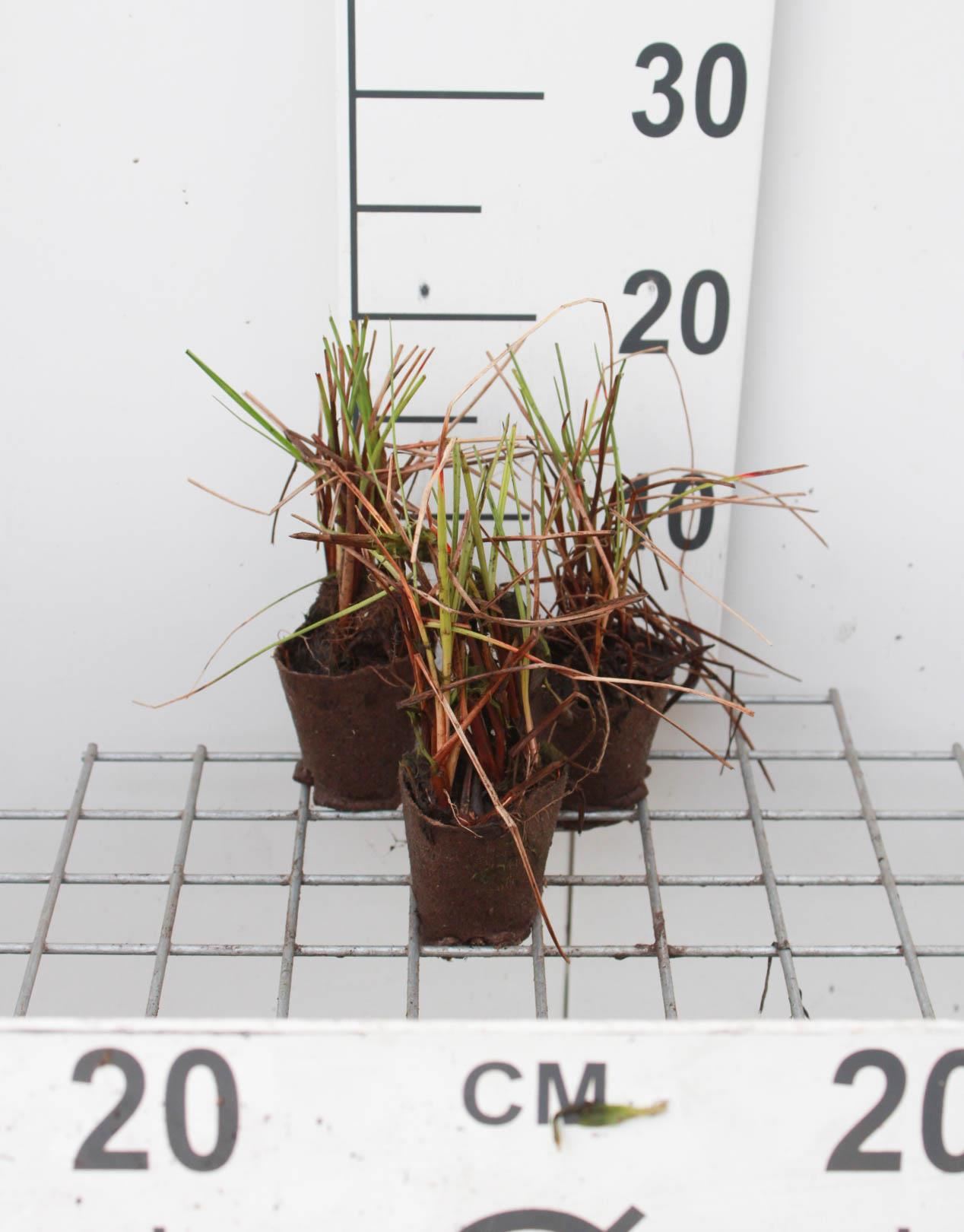 Eriophorum angustifolium – Biopot diameter 7 cm aanbieding met korting