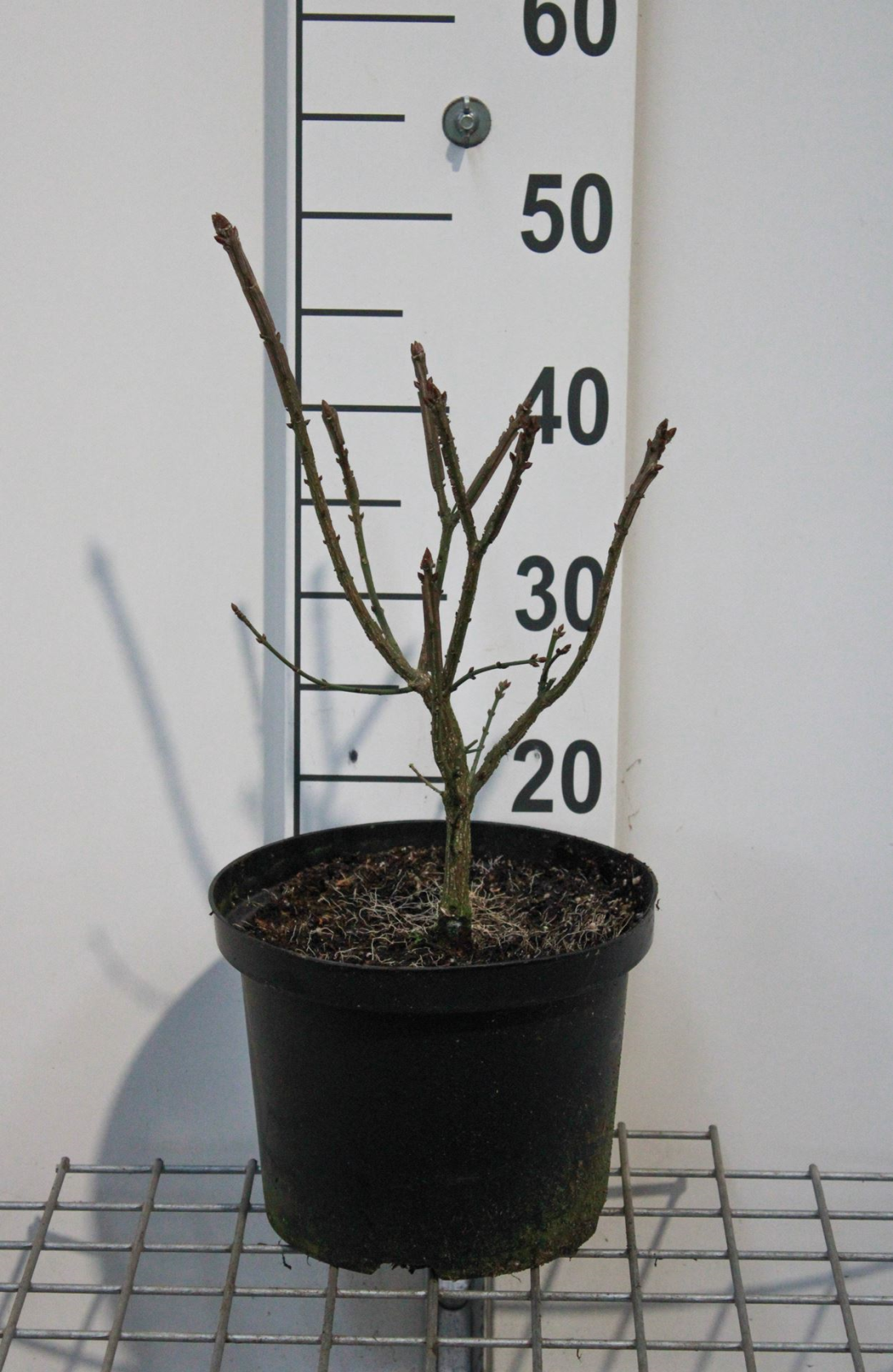 Euonymus alatus 'Compactus' - pot 5L - 40-50 cm -