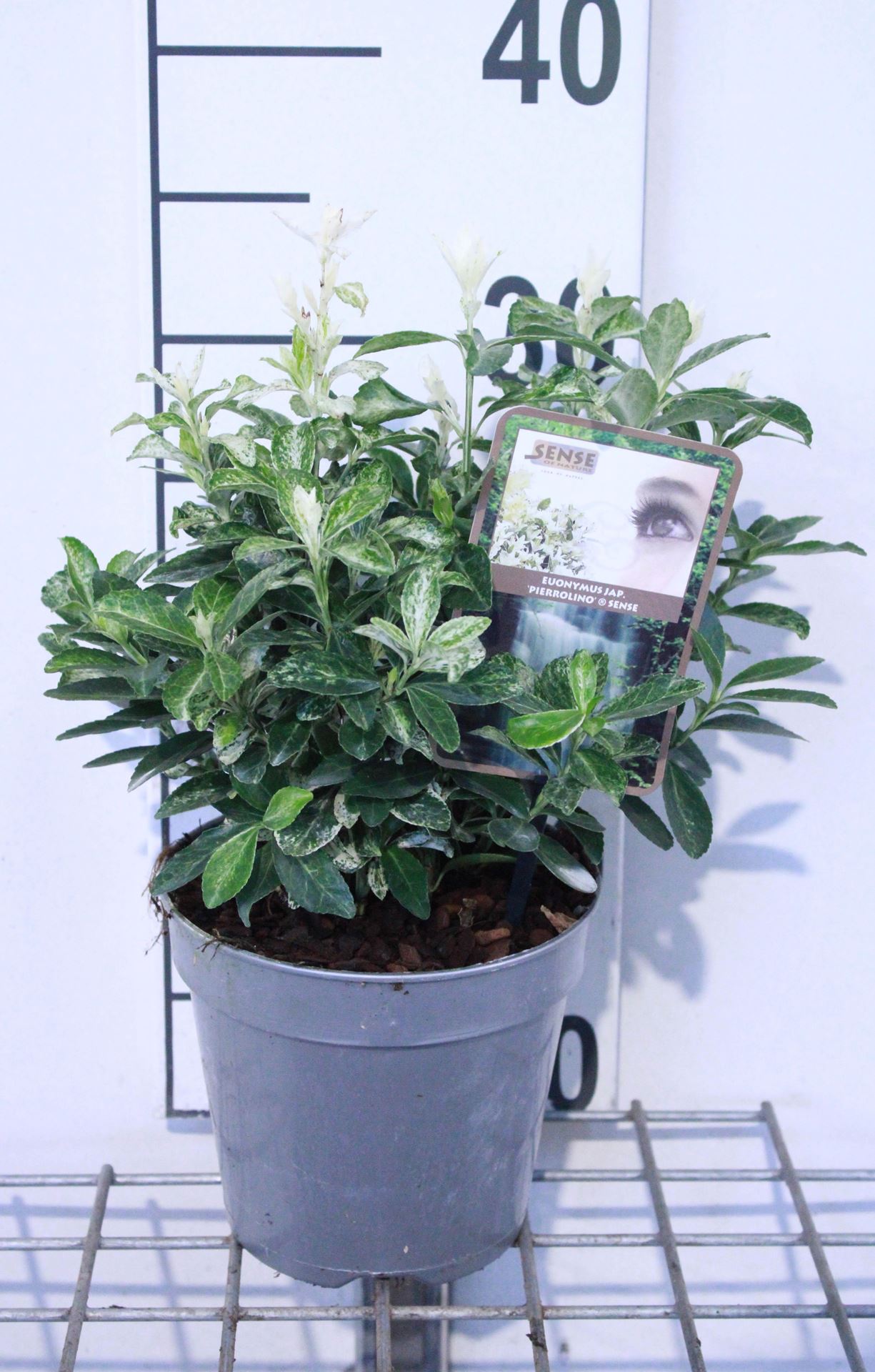 Euonymus japonicus'Heespierrolino'(Pierrolino) - pot 1,5L - 20-25 cm afbeelding