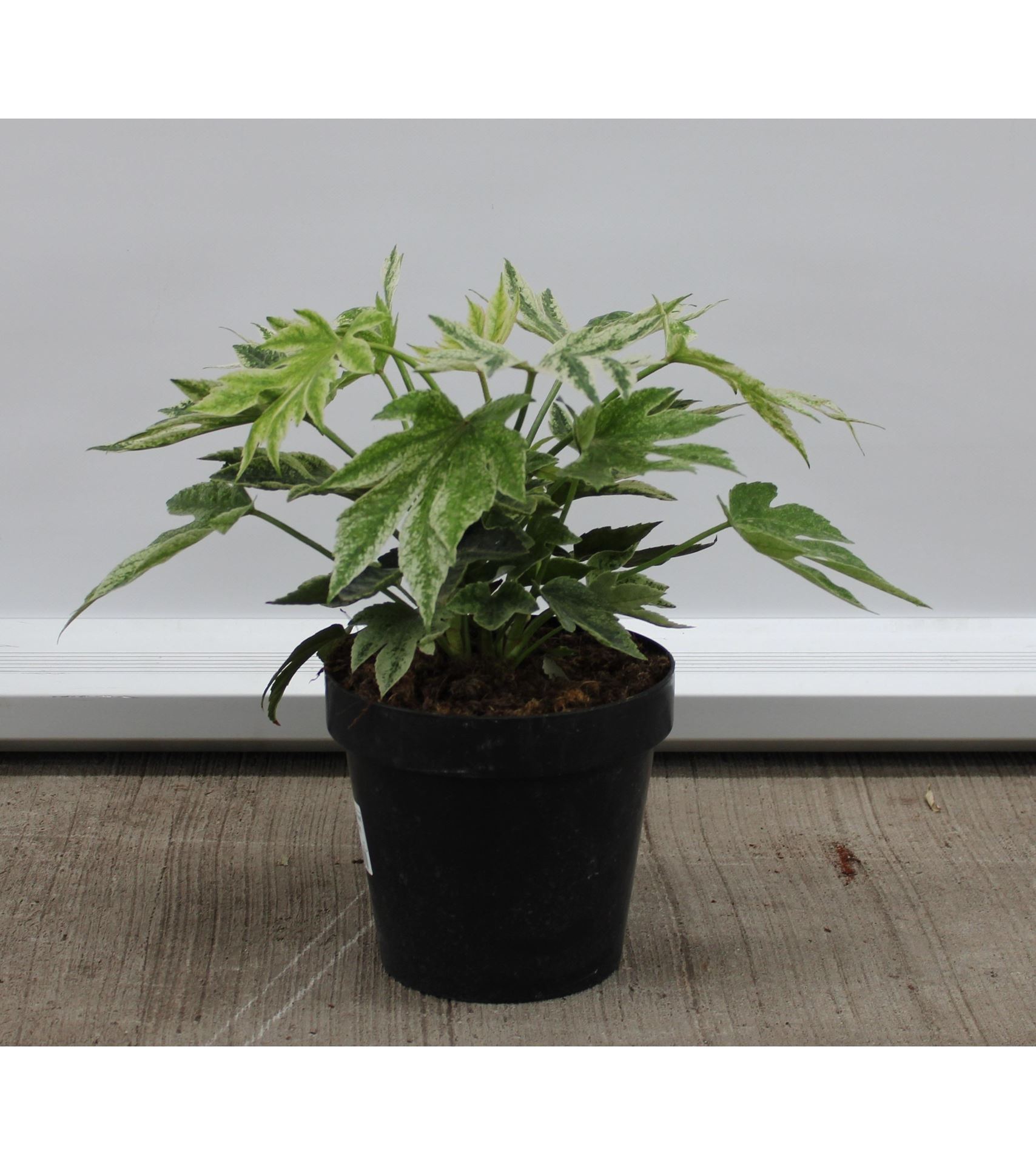 Fatsia japonica 'Tsumugi-shibori' - pot - 30-40 cm