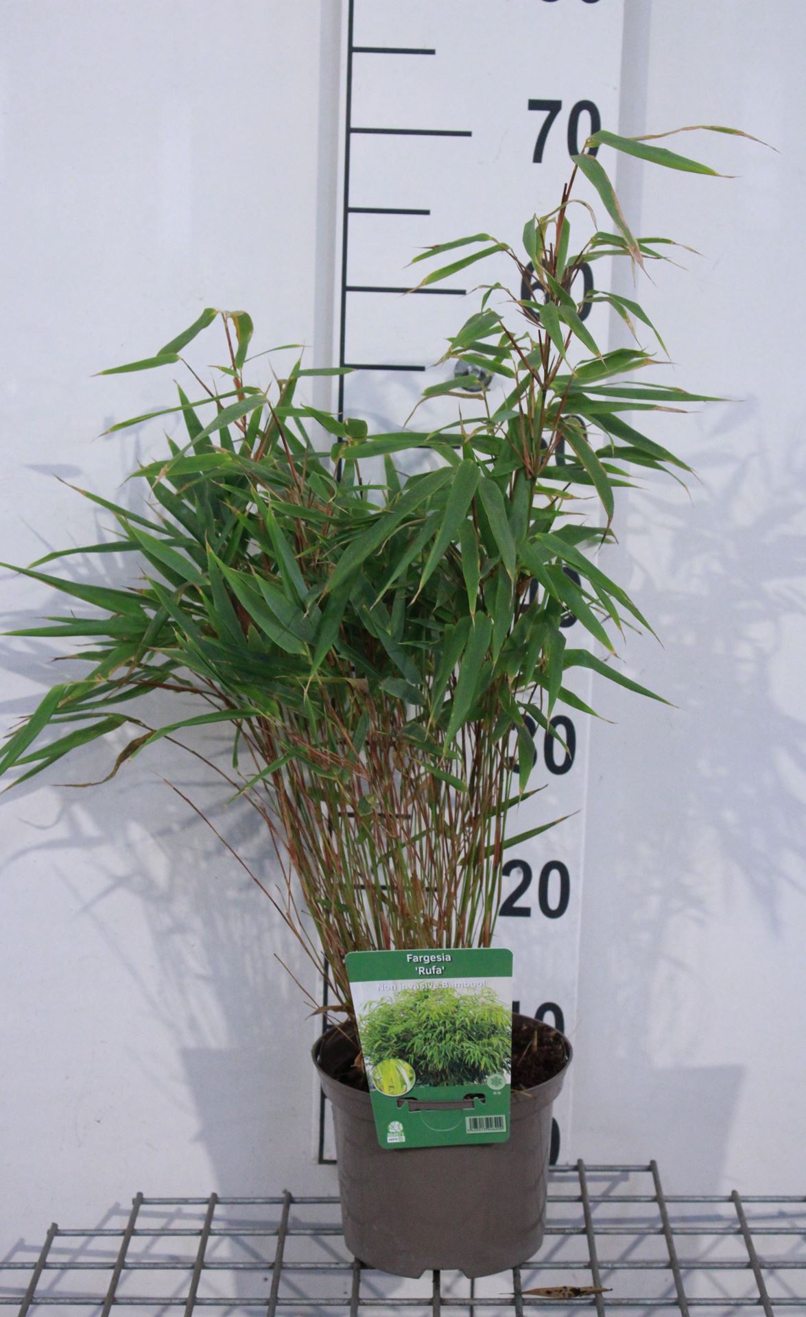 Fargesia'Rufa'- pot 2L - 40-50 cm - afbeelding