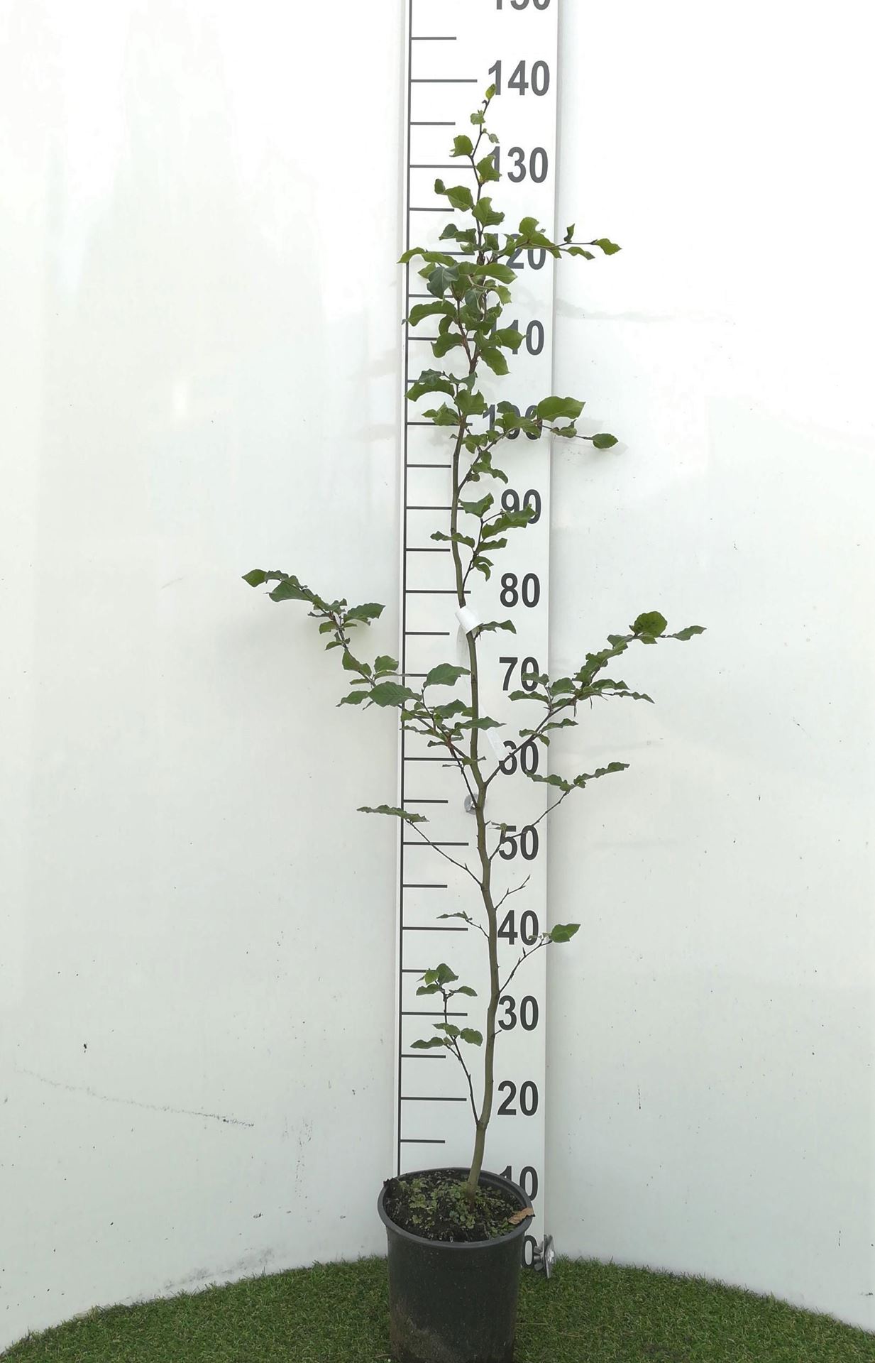 Fagus sylvatica - pot - 100-125 cm afbeelding