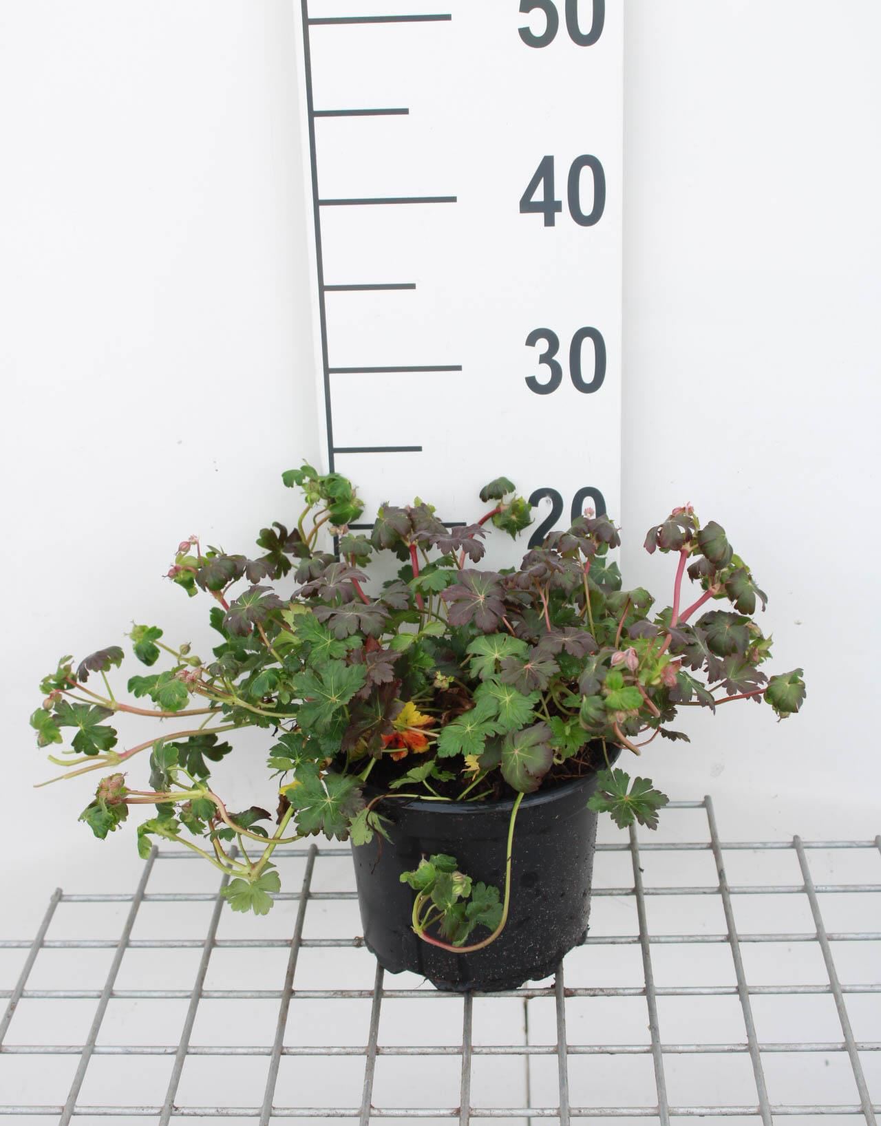 Geranium x cantabrigiense'St Ola'- pot 2L afbeelding
