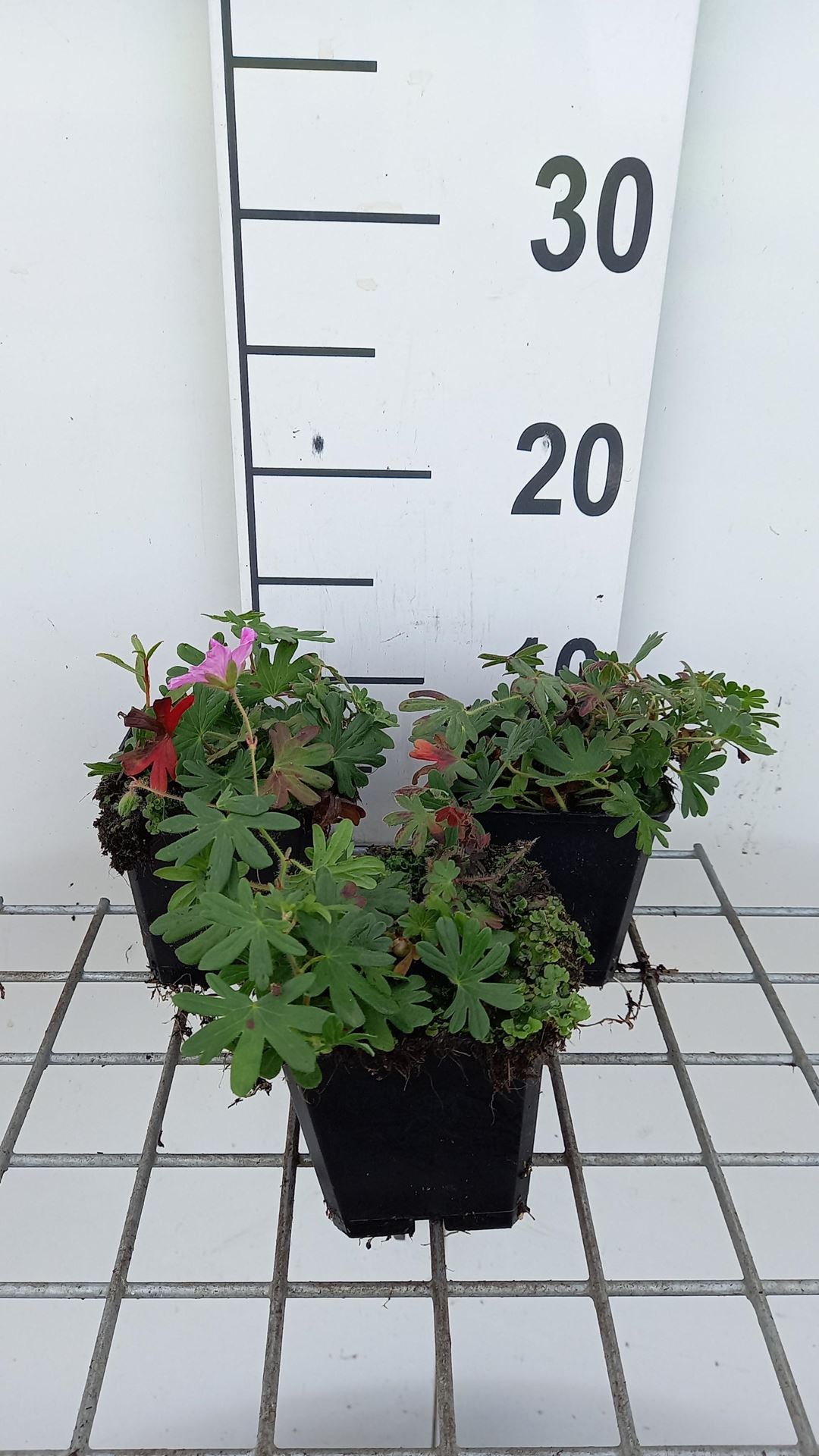 Geranium sanguineum'Ankum's Pride'- pot 9x9 cm - Ooievaarsbek afbeelding