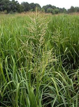 Glyceria maxima - Biopot diameter 7 cm afbeelding