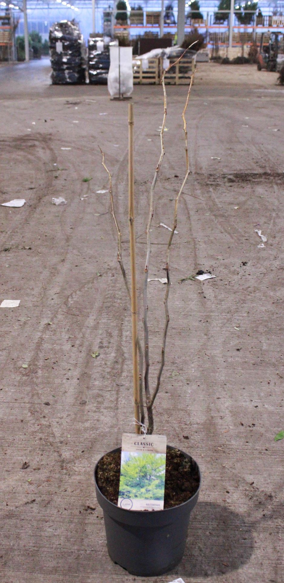 Gleditsia triacanthos 'Sunburst' - pot 12L - 100-125 cm
