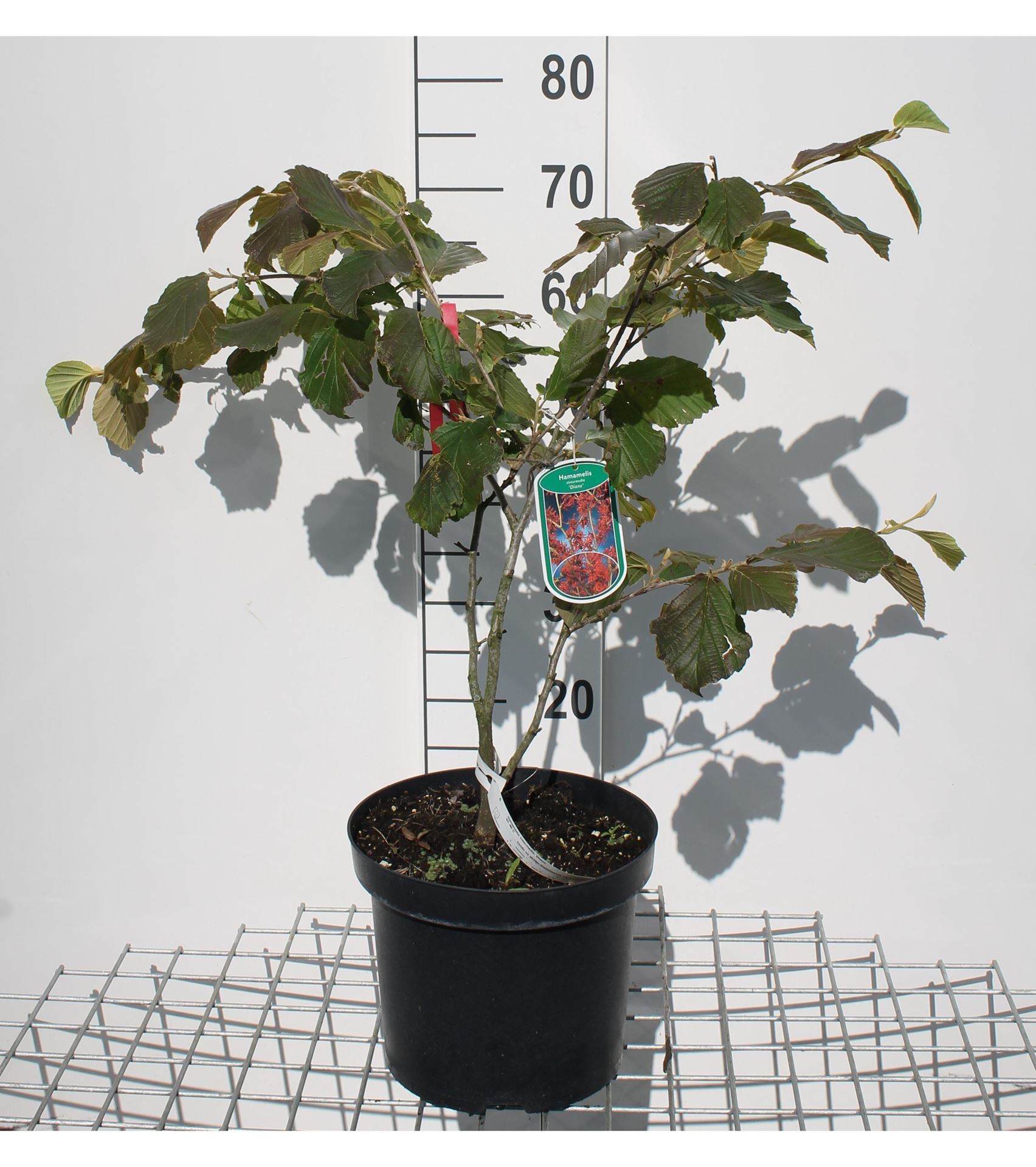 Hamamelis x intermedia'Diane'- pot 12L - 80-100 cm afbeelding