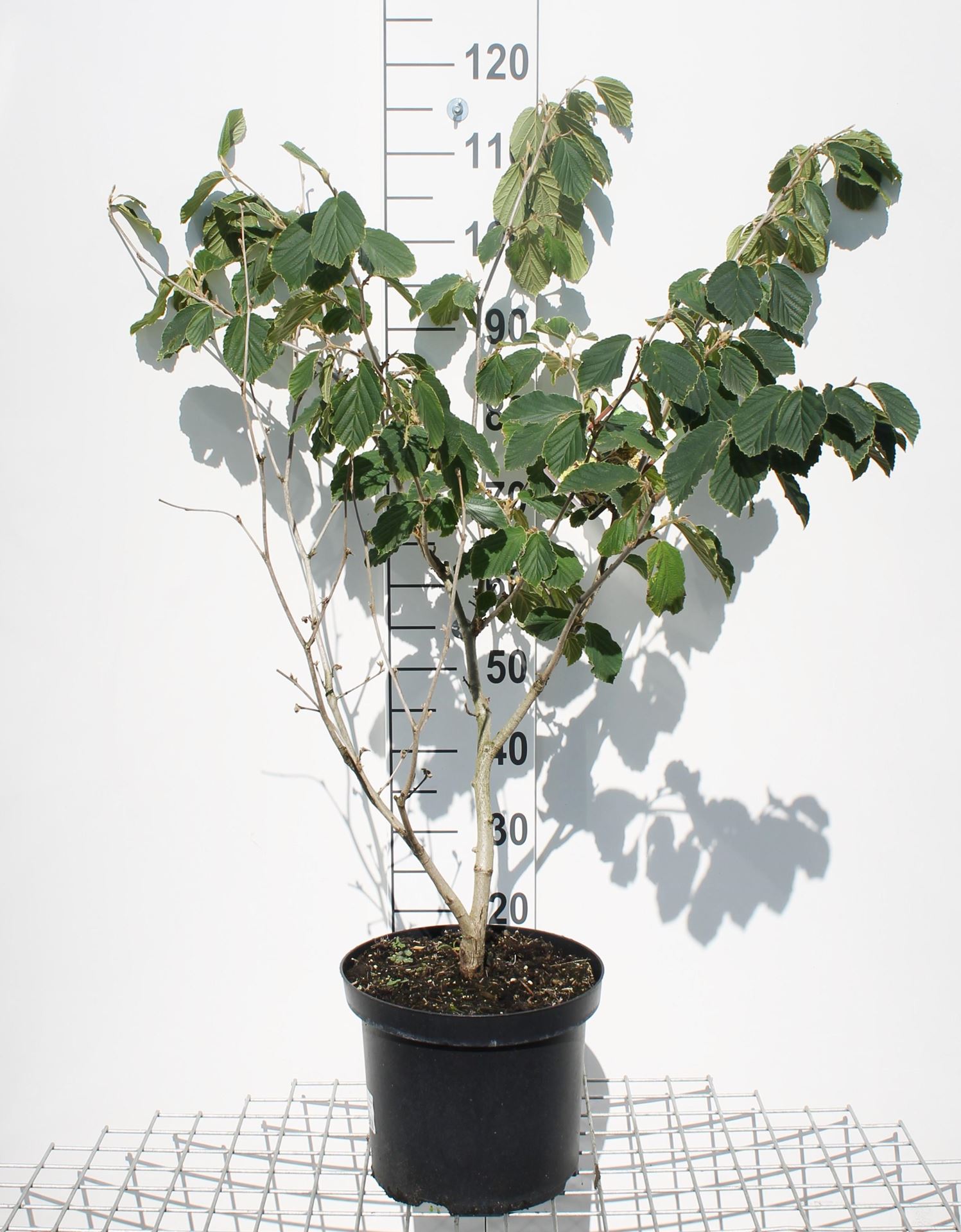 Hamamelis x intermedia'Pallida'- pot 12L - 80-100 cm afbeelding