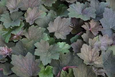 Heuchera'Brownies'- pot 9x9 cm afbeelding