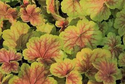 Heuchera'Delta Dawn'- pot 9x9 cm afbeelding
