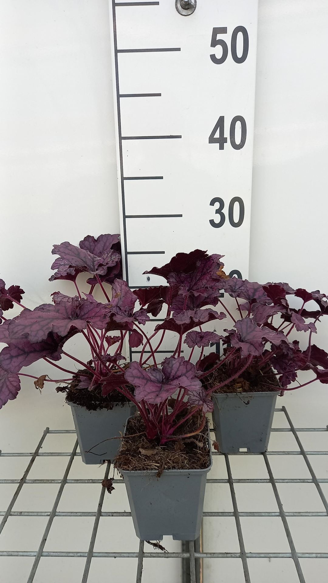 Heuchera'TNHEUFP'(Forever Purple) - pot 9x9 cm - afbeelding