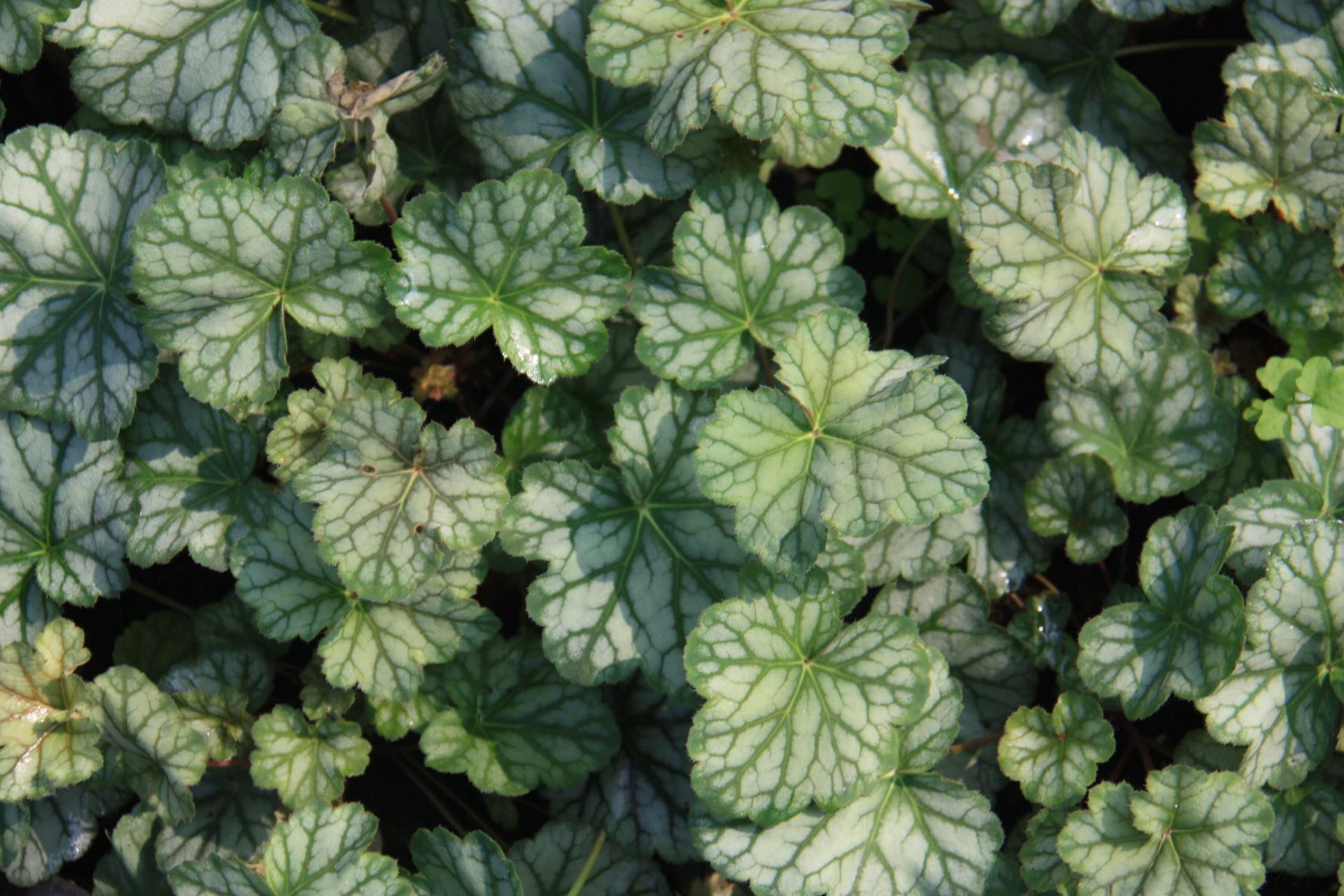 Heuchera 'Mint Frost' - pot 9x9 cm