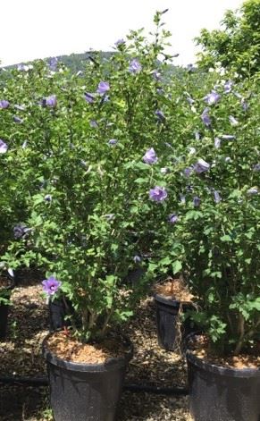 Hibiscus syriacus 'Oiseau Bleu' - pot 30L - 125-150 cm -