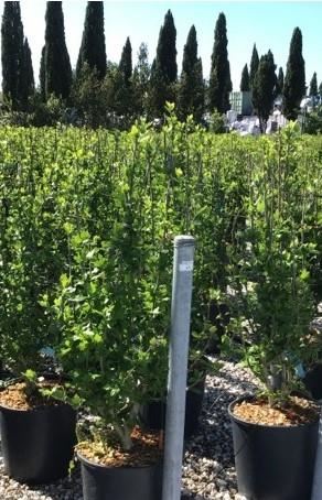 Hibiscus syriacus'Oiseau Bleu'- pot 18L - 100-125 cm - afbeelding