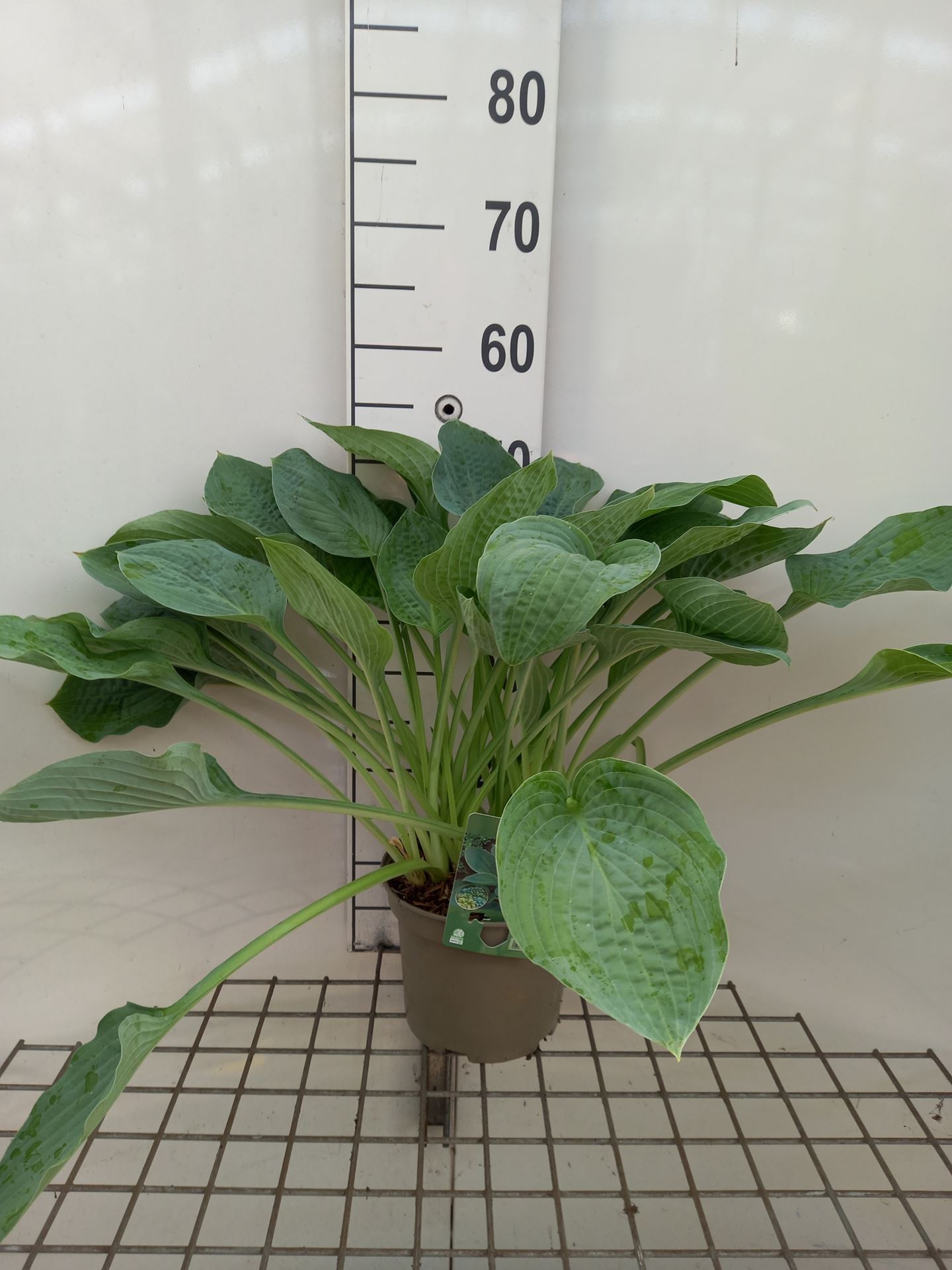 Hosta'Big Daddy'- pot 3L afbeelding