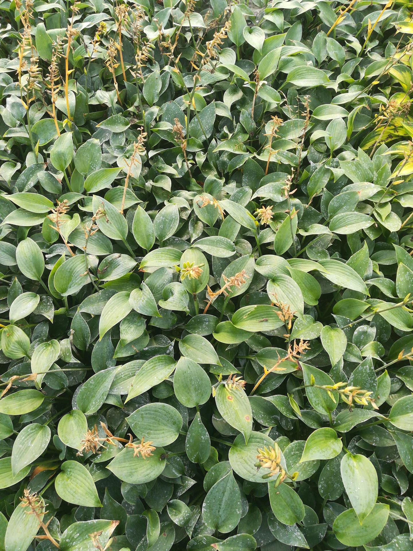Hosta 'Canadian Blue' - pot 9x9 cm