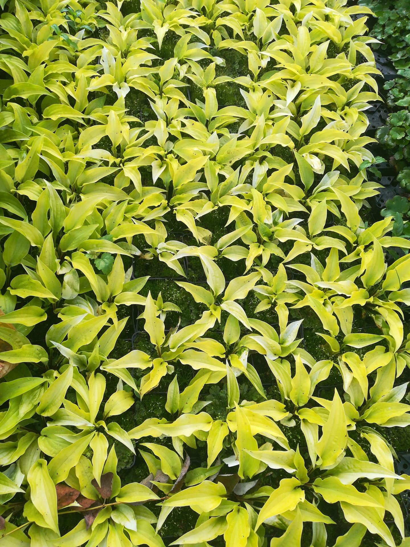 Hosta'Fire Island'- pot 9x9 cm afbeelding