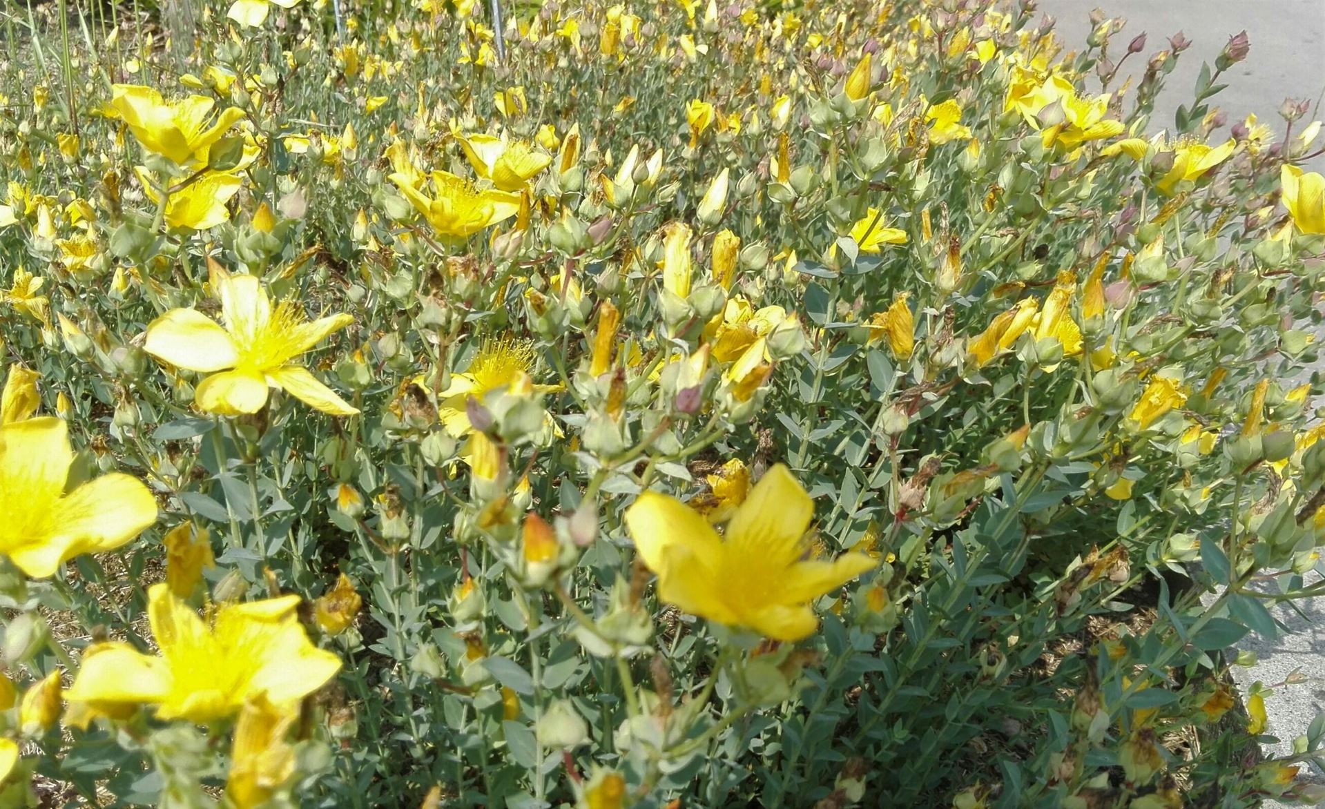 Hypericum olympicum'Citrinum'- pot 9x9 cm afbeelding