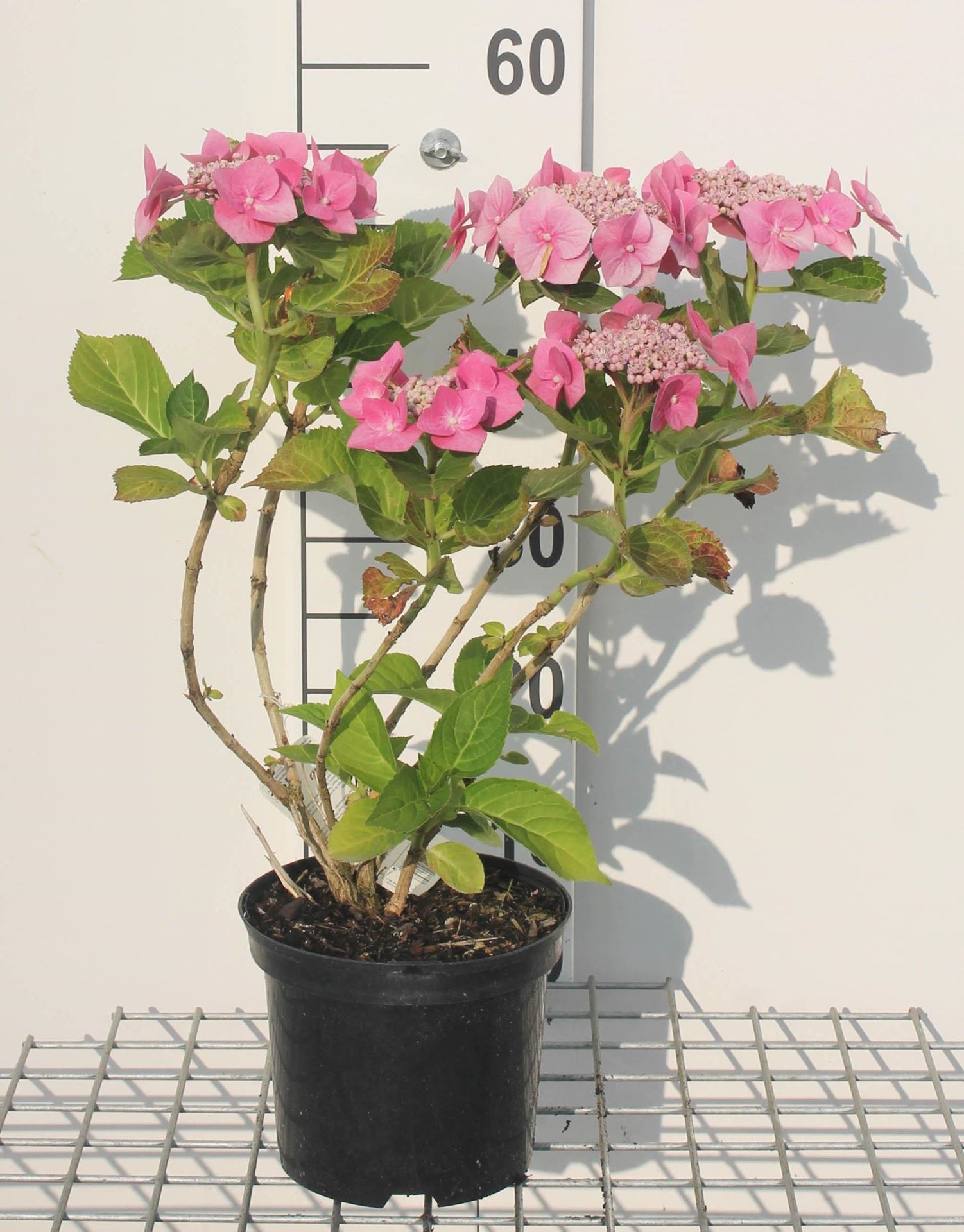 Hydrangea macrophylla'Taube'- pot - 25-30 cm afbeelding