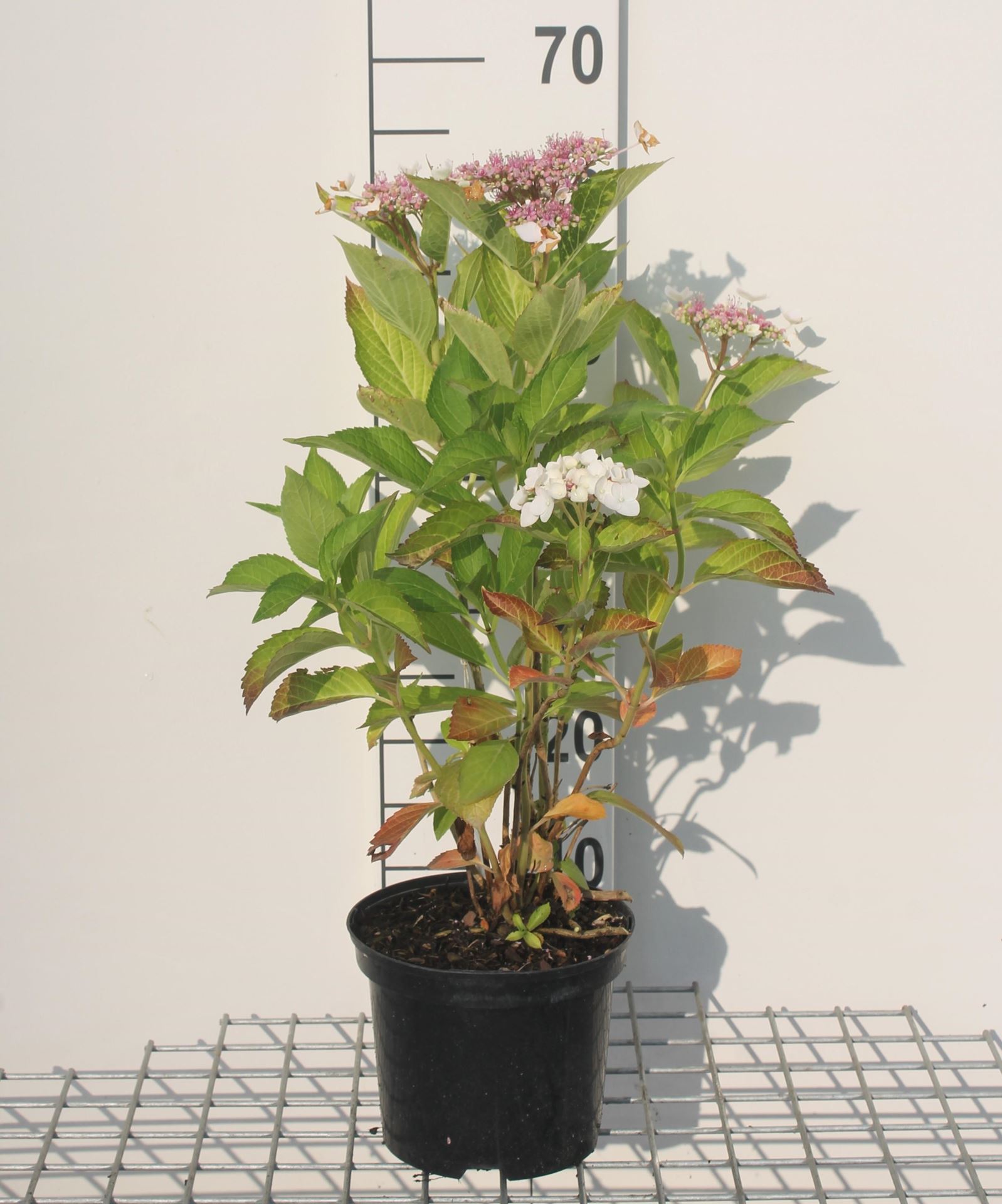 Hydrangea macrophylla'Libelle'- pot - 25-30 cm - afbeelding