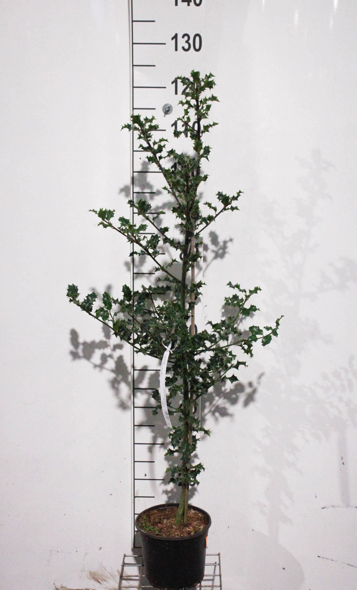 Ilex aquifolium - pot - 80-100 cm afbeelding